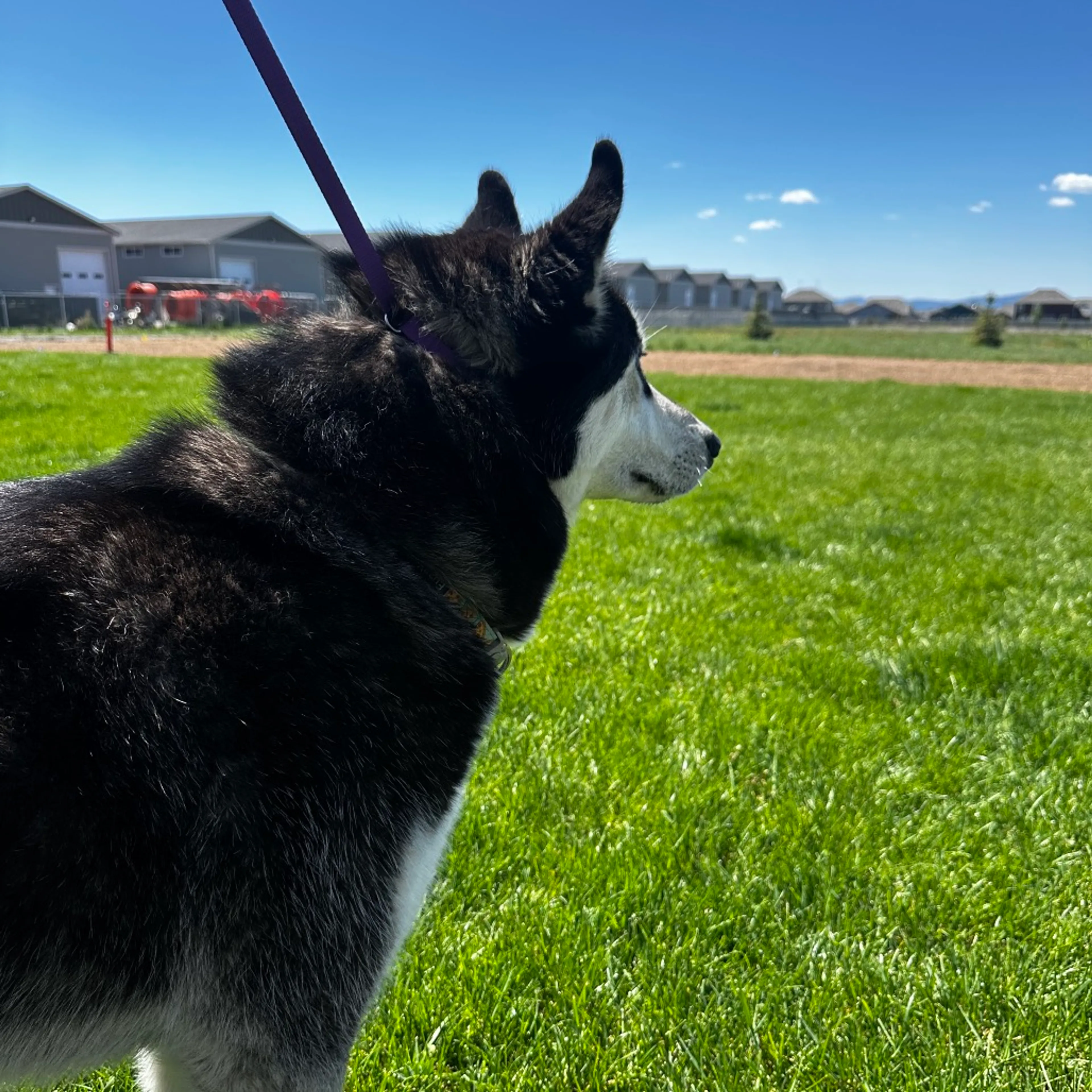 Found pet-2