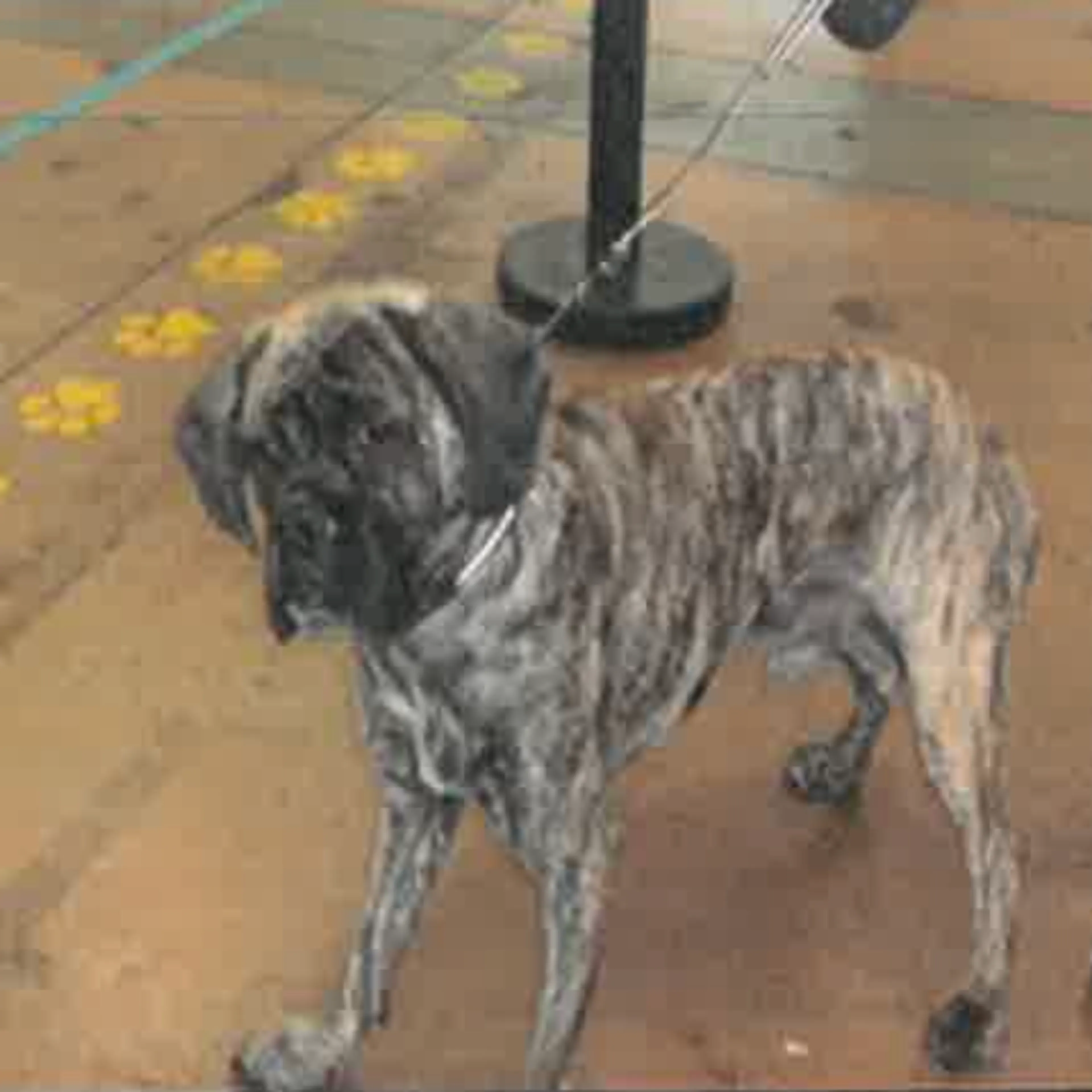 Found pet-1