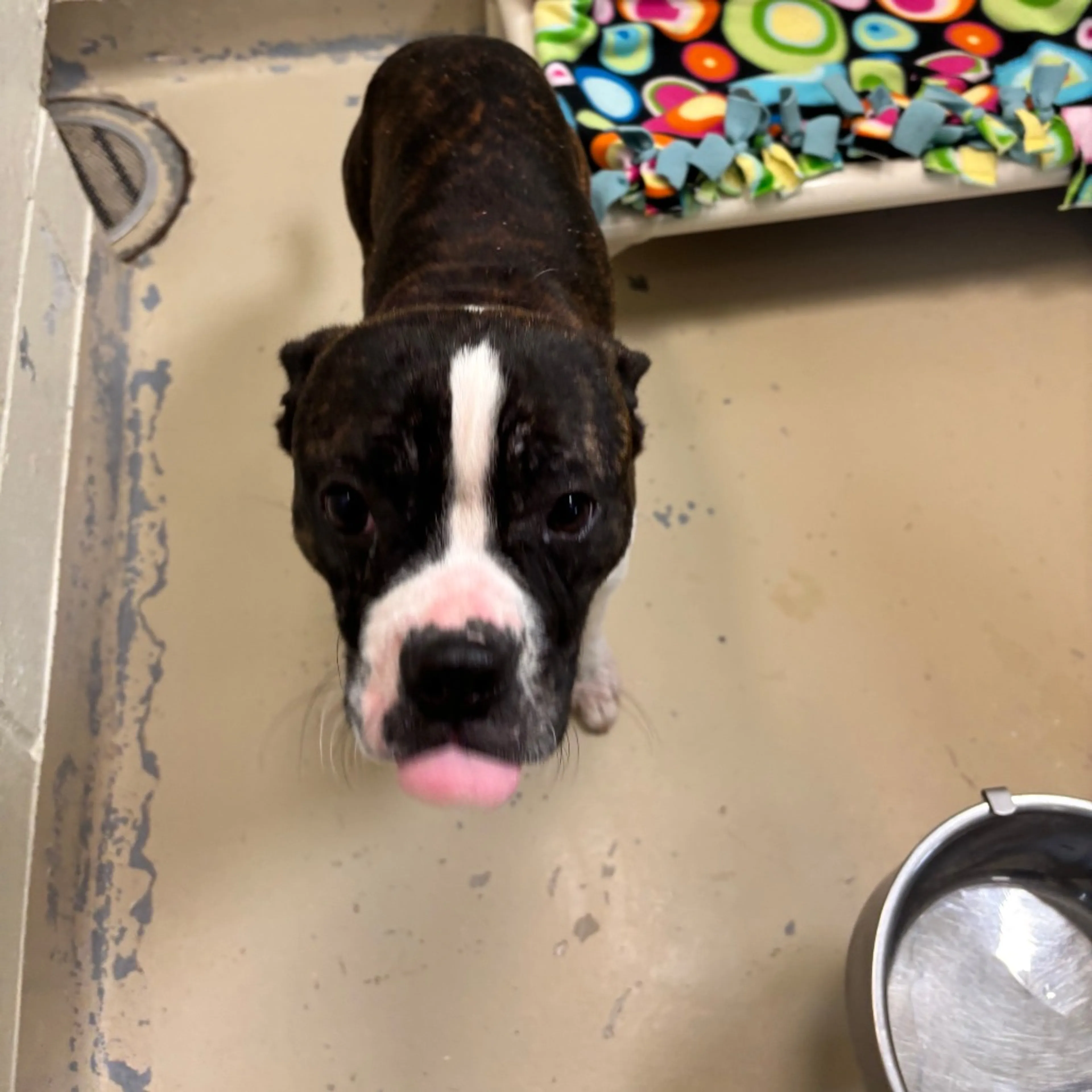 Found pet-1
