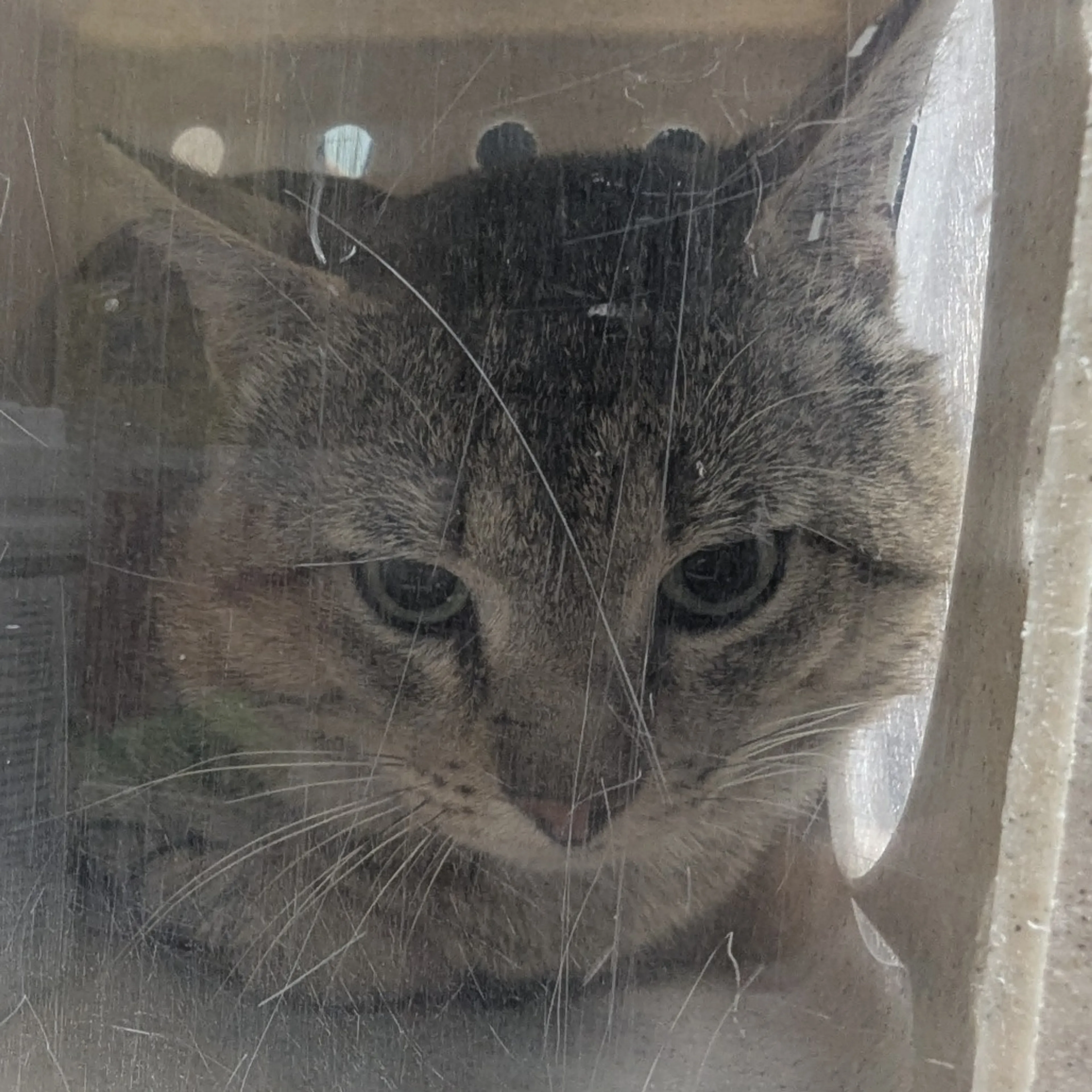 Found pet