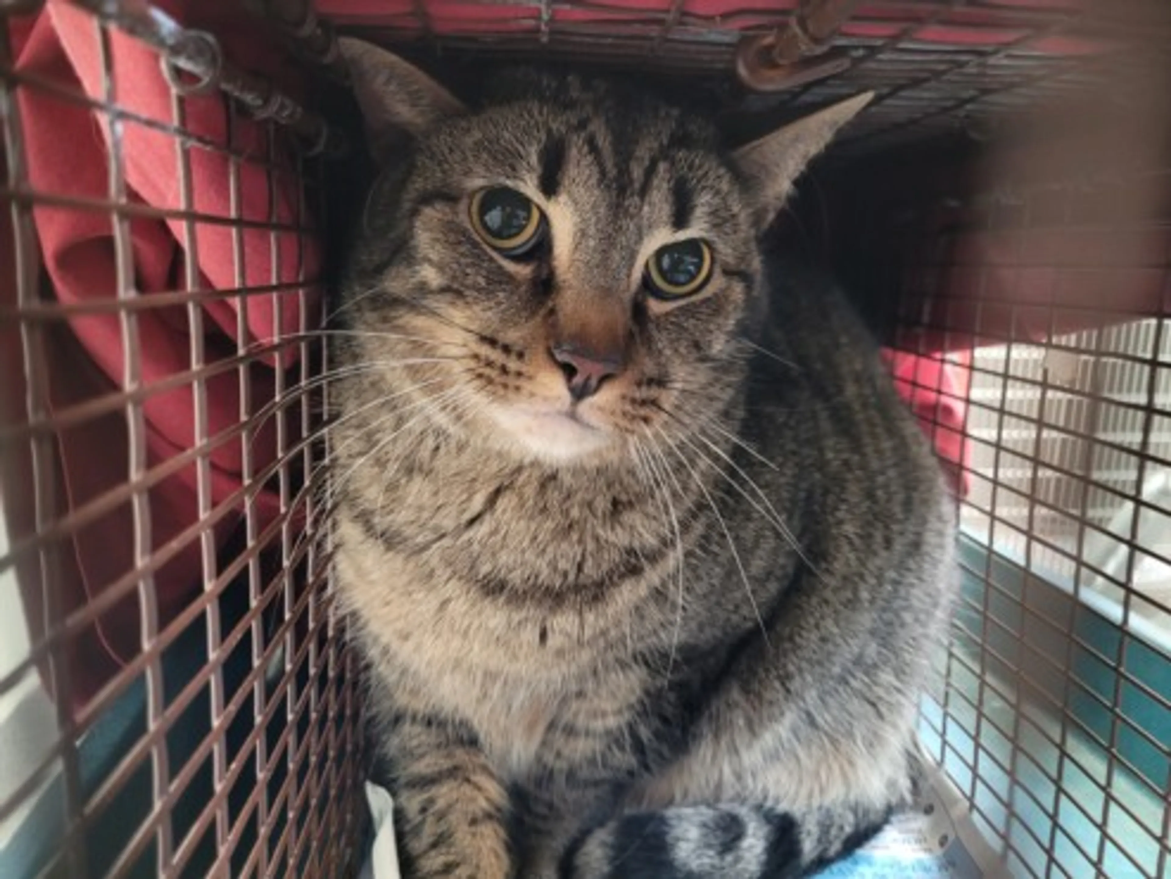Found pet
