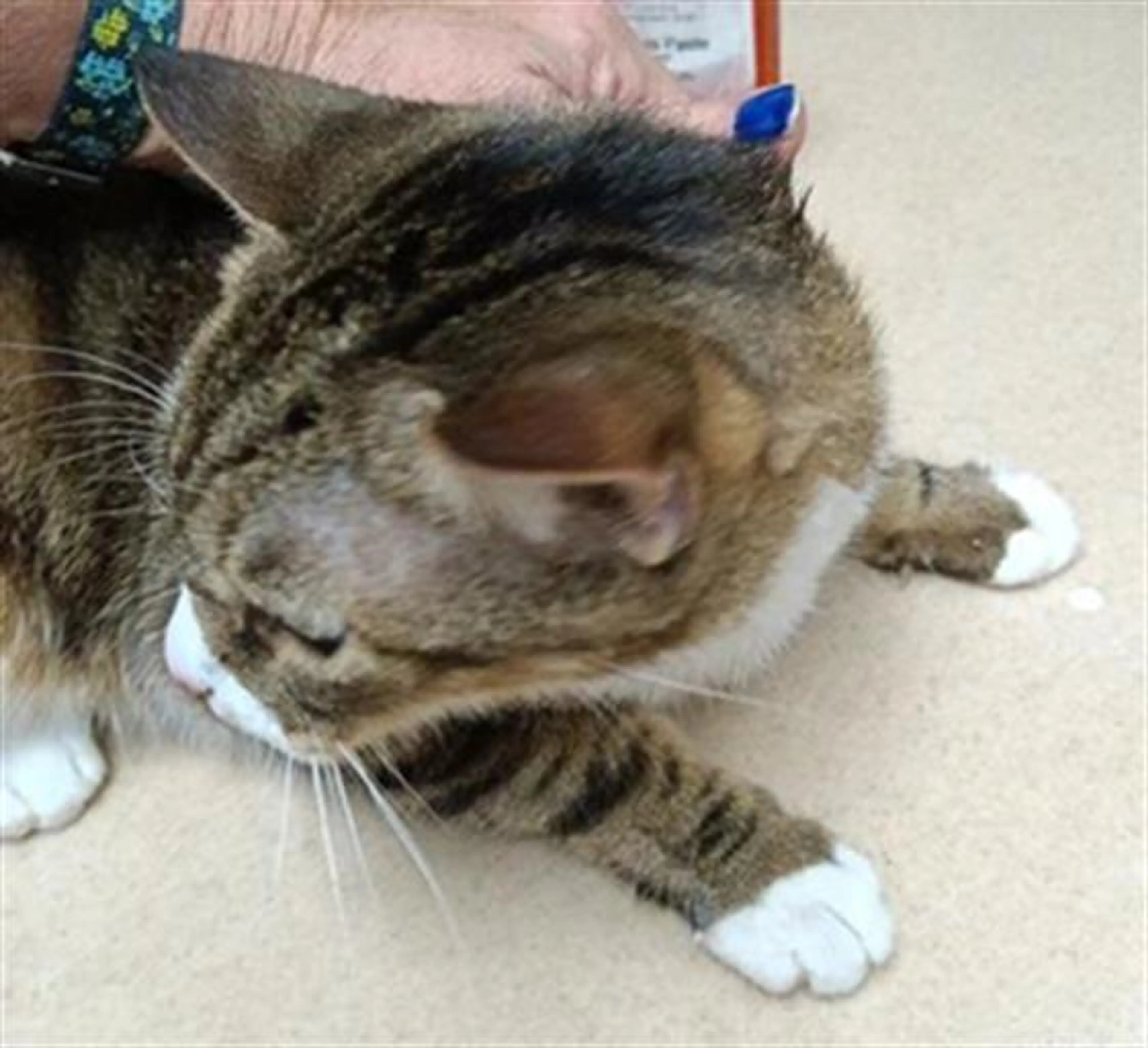 Found pet