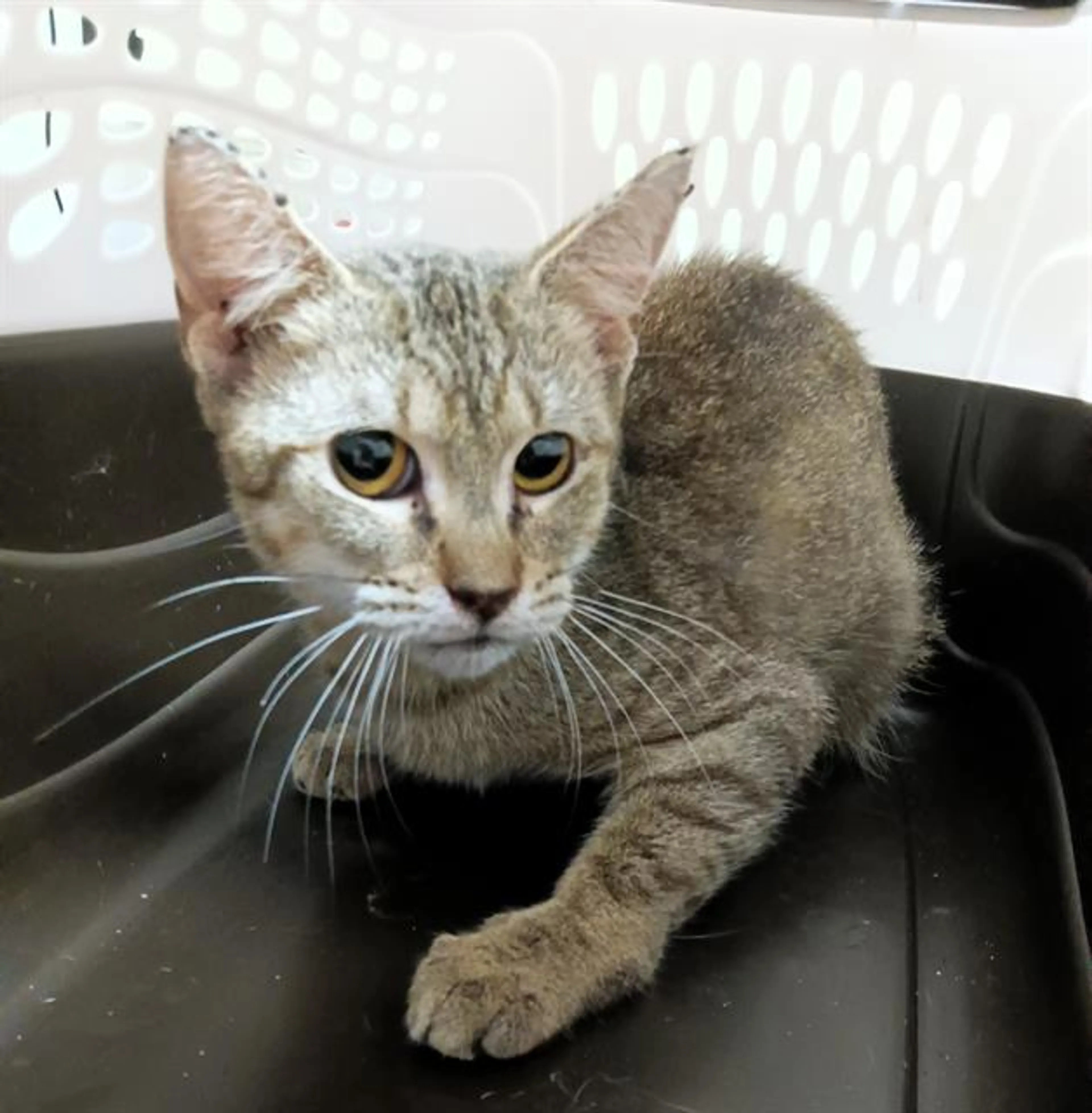Found pet