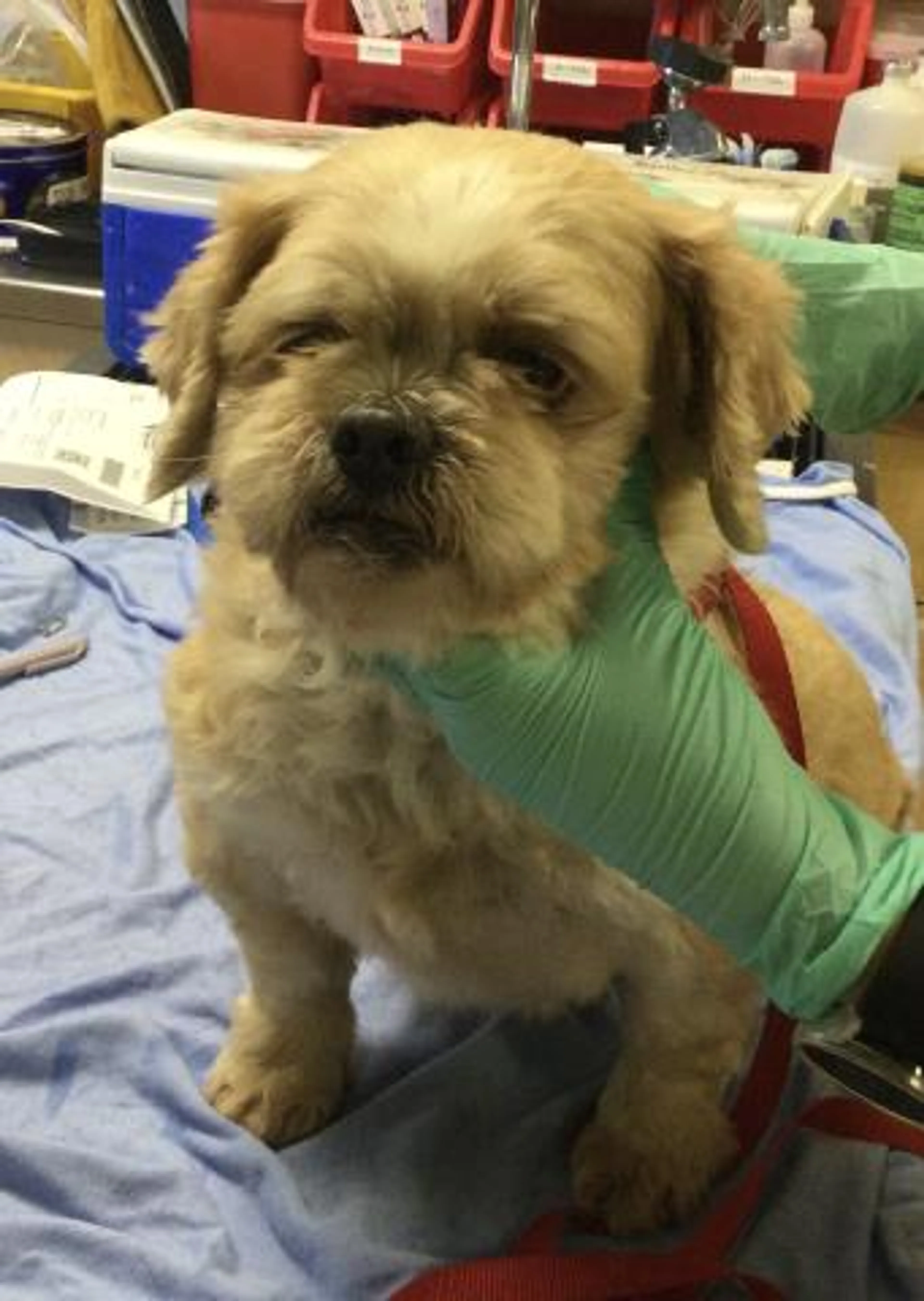 Found pet