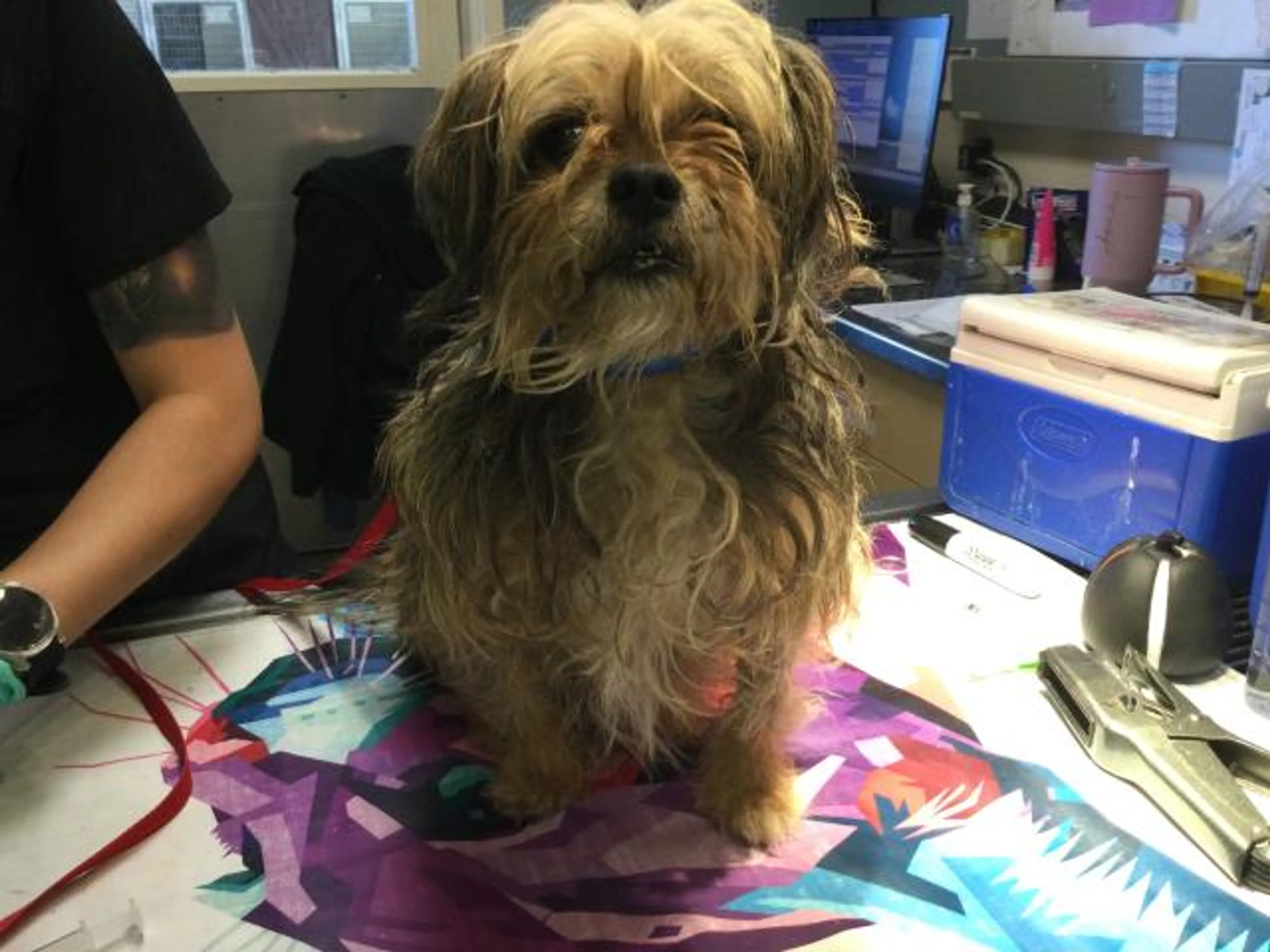 Found pet