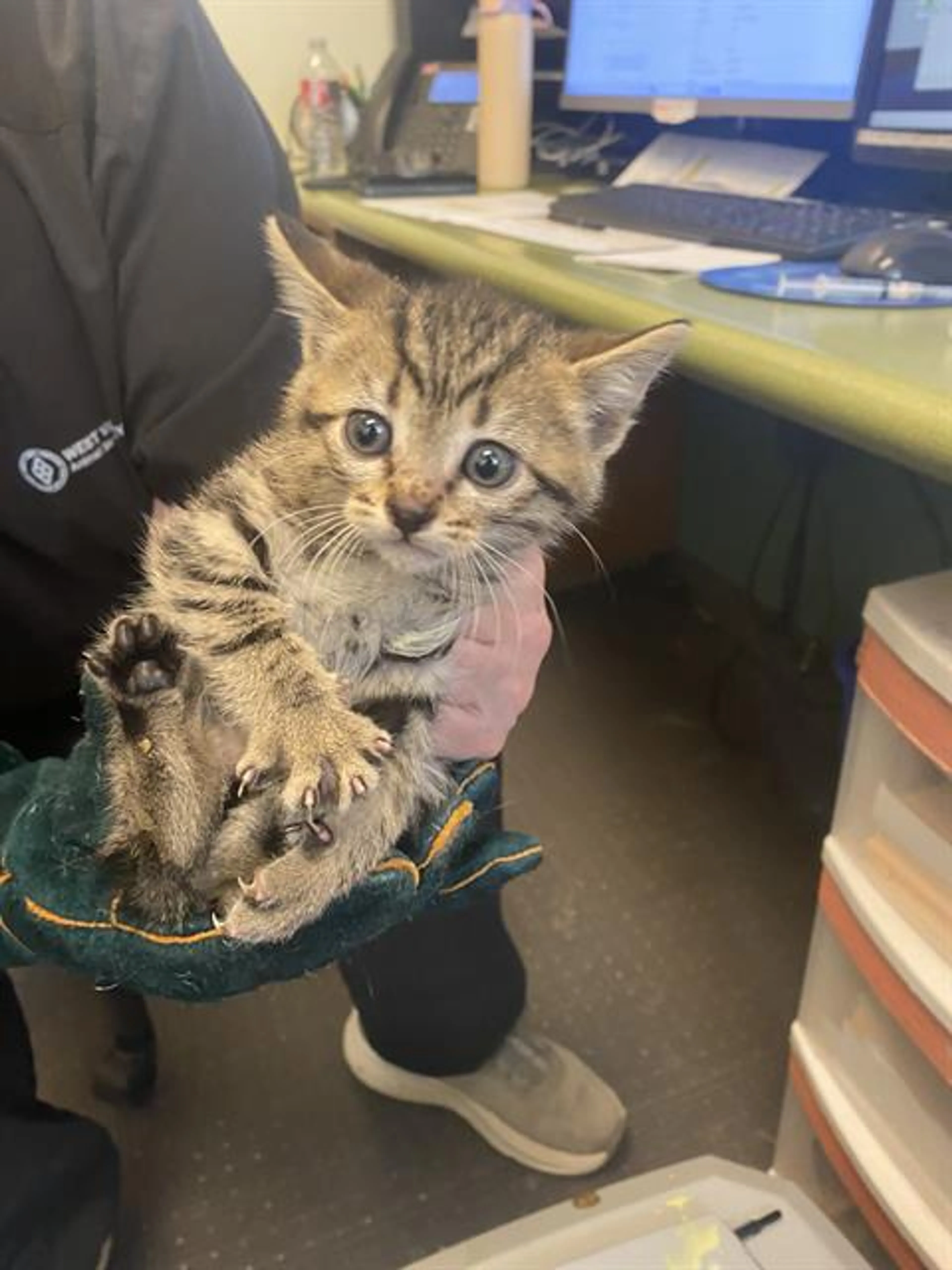 Found pet