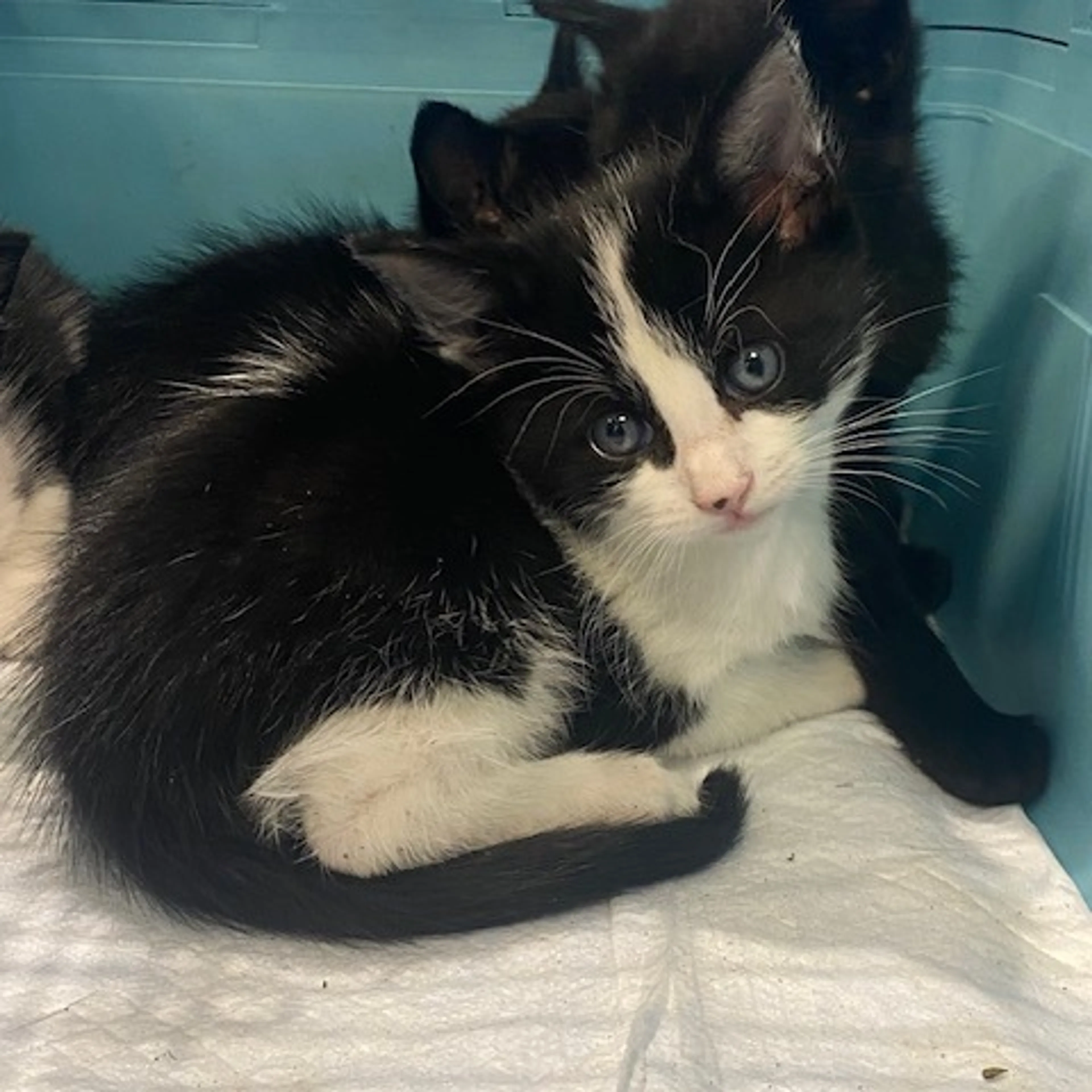 Found pet-1