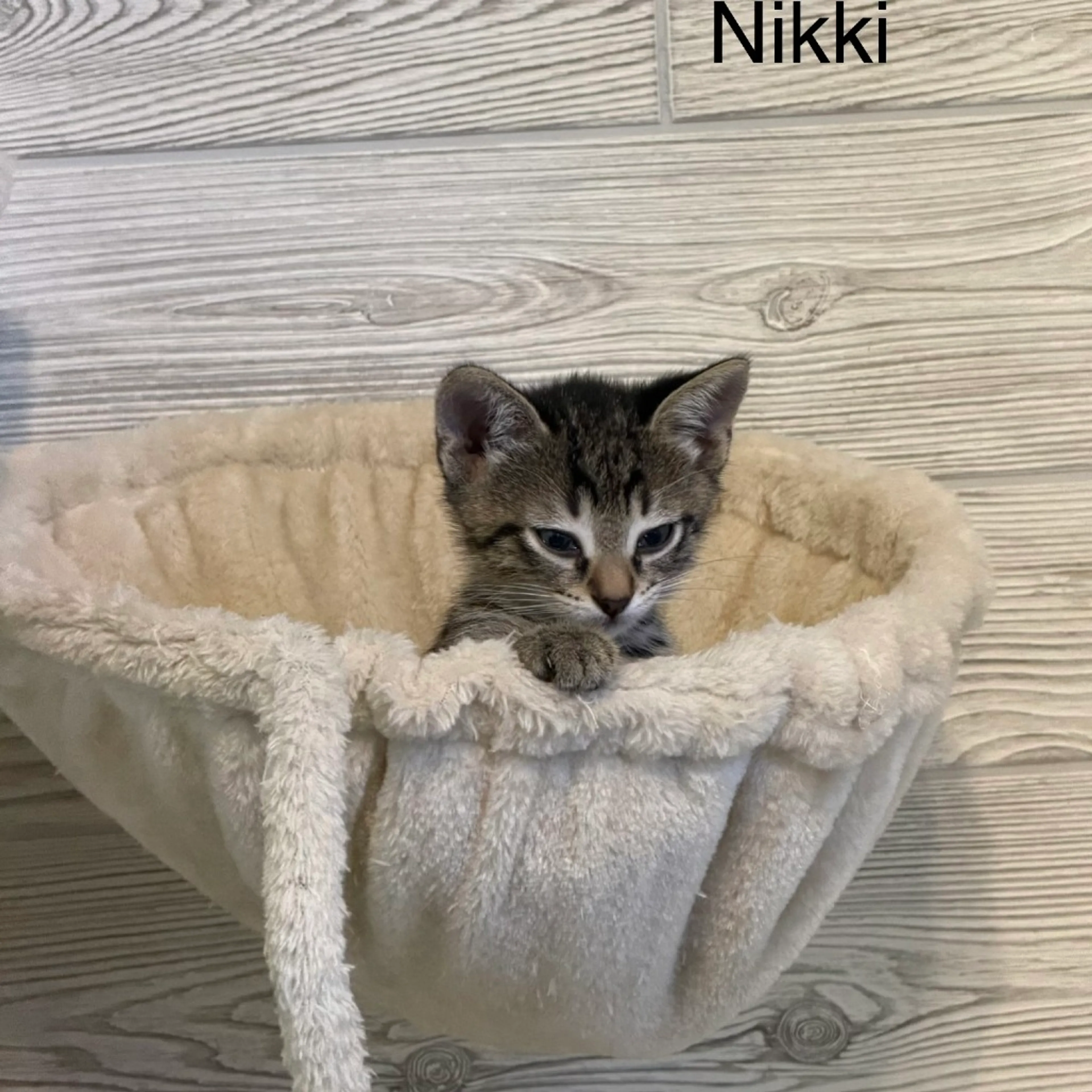 Found pet-1