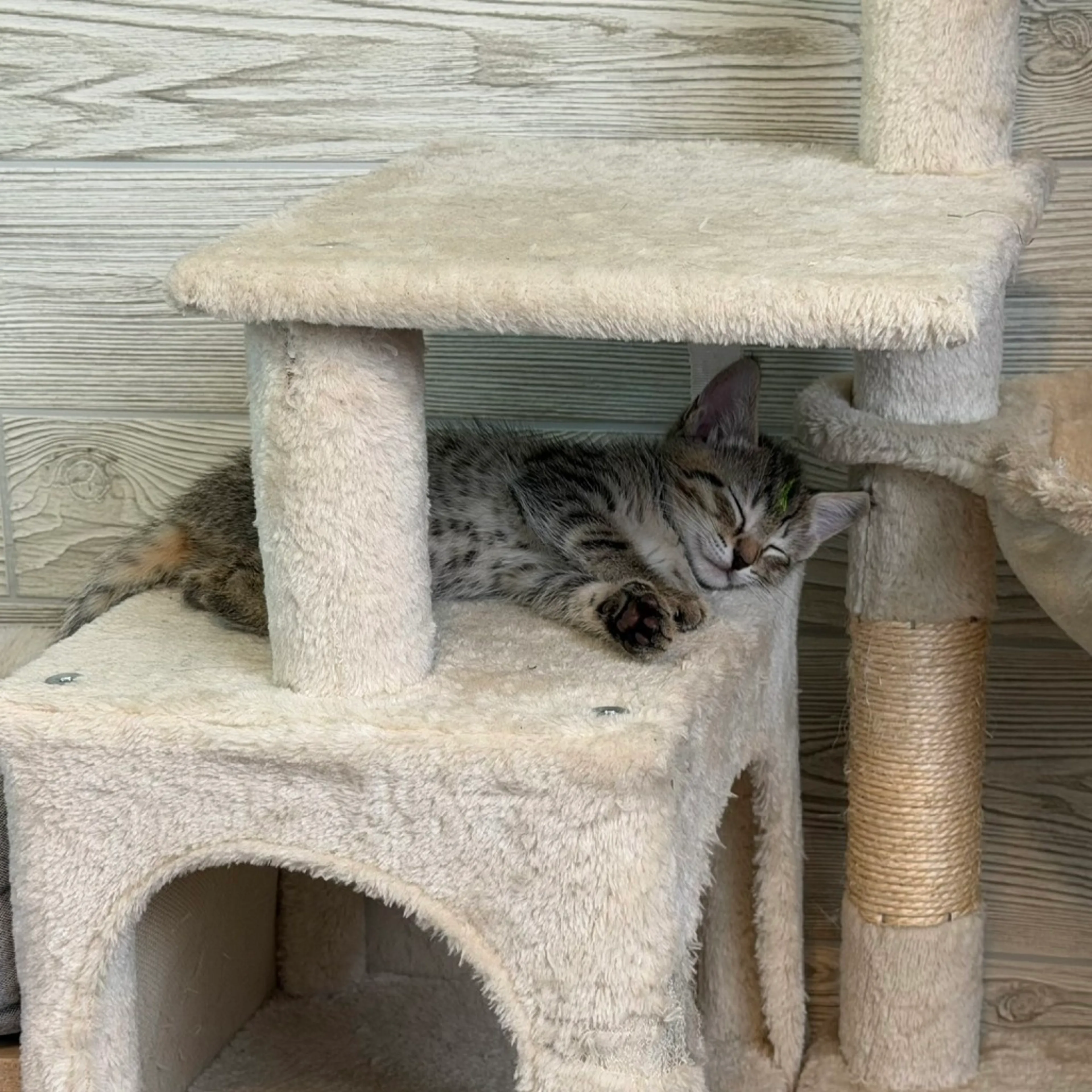 Found pet-1