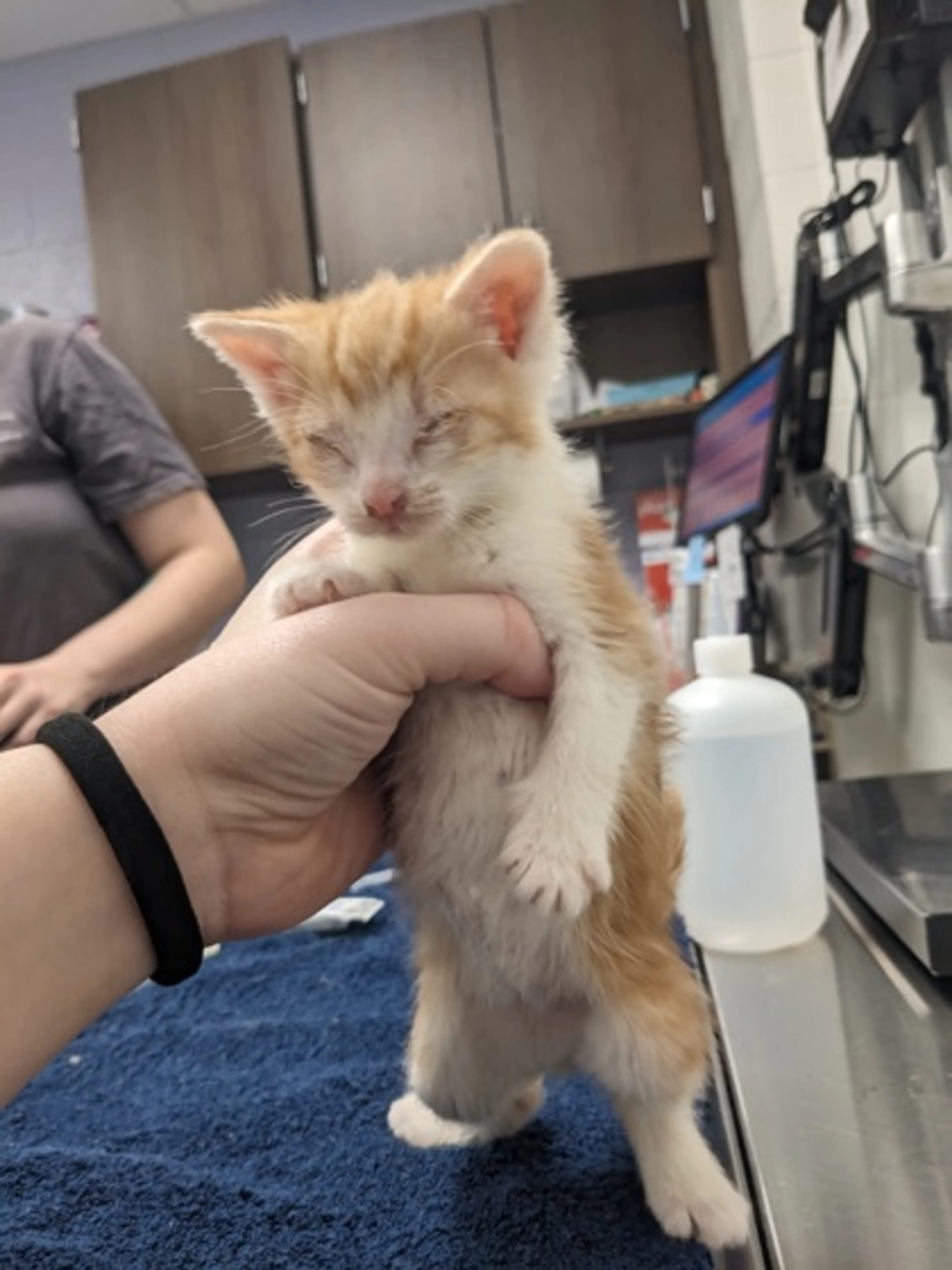 Found pet