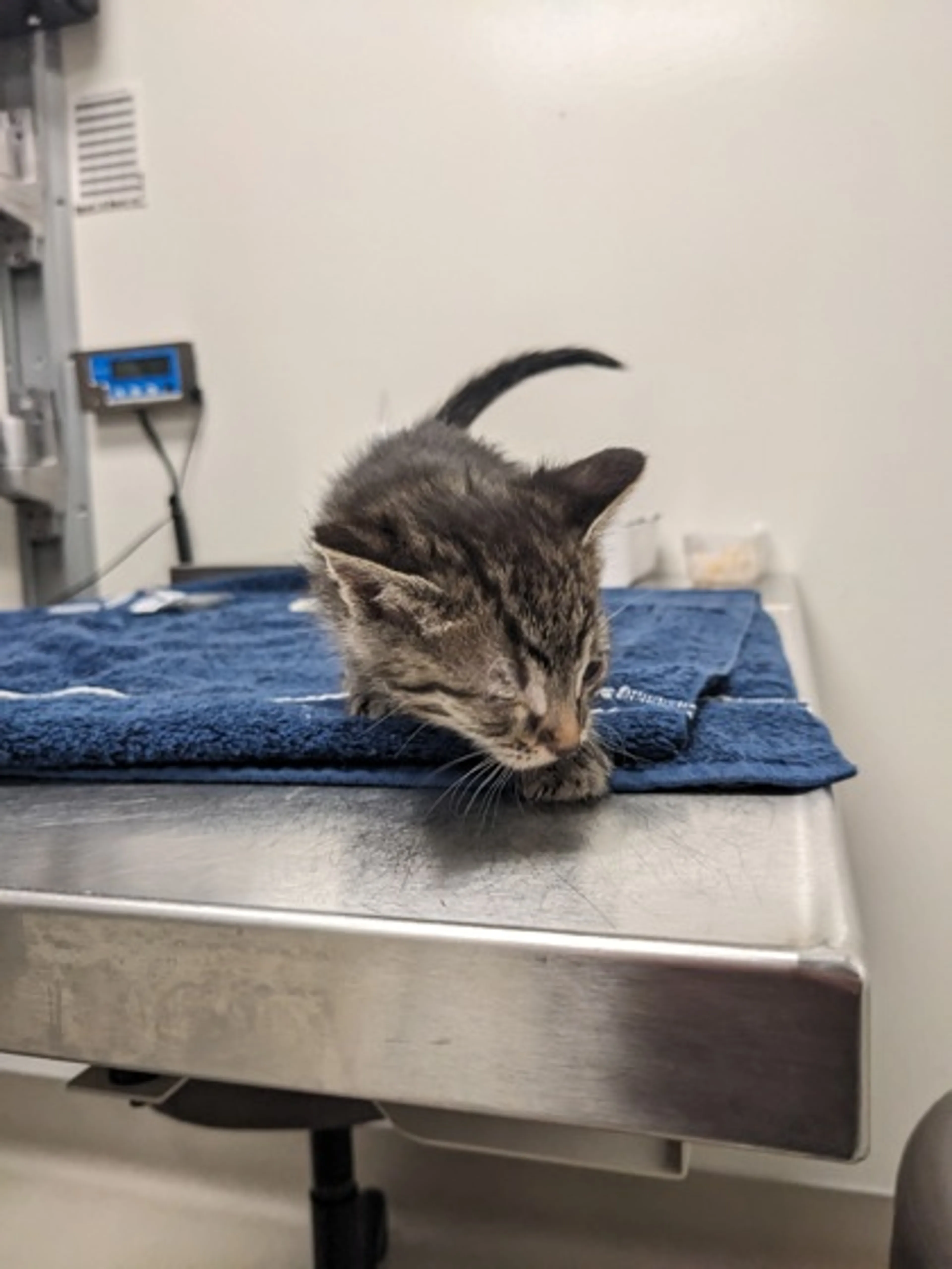 Found pet