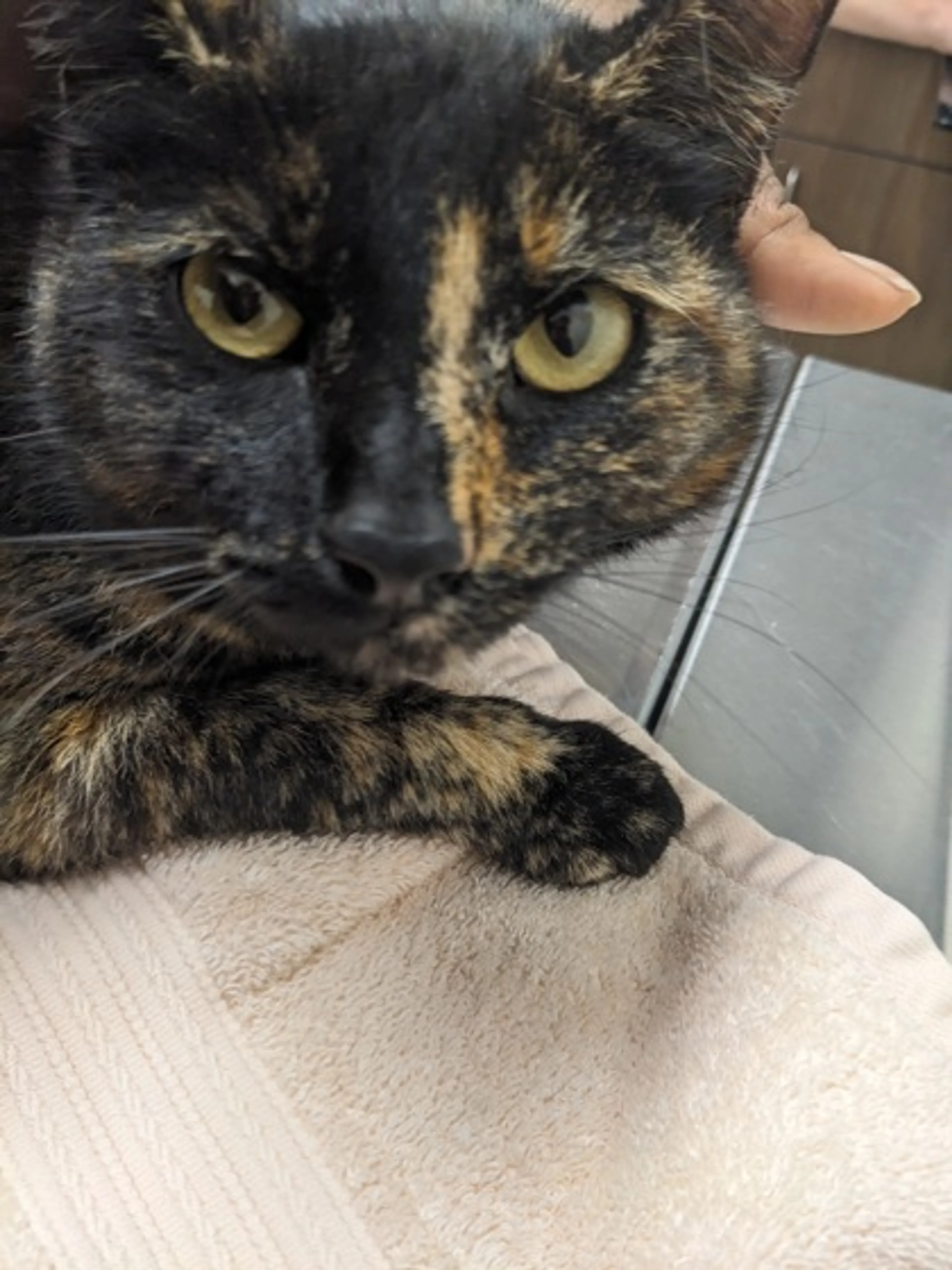 Found pet