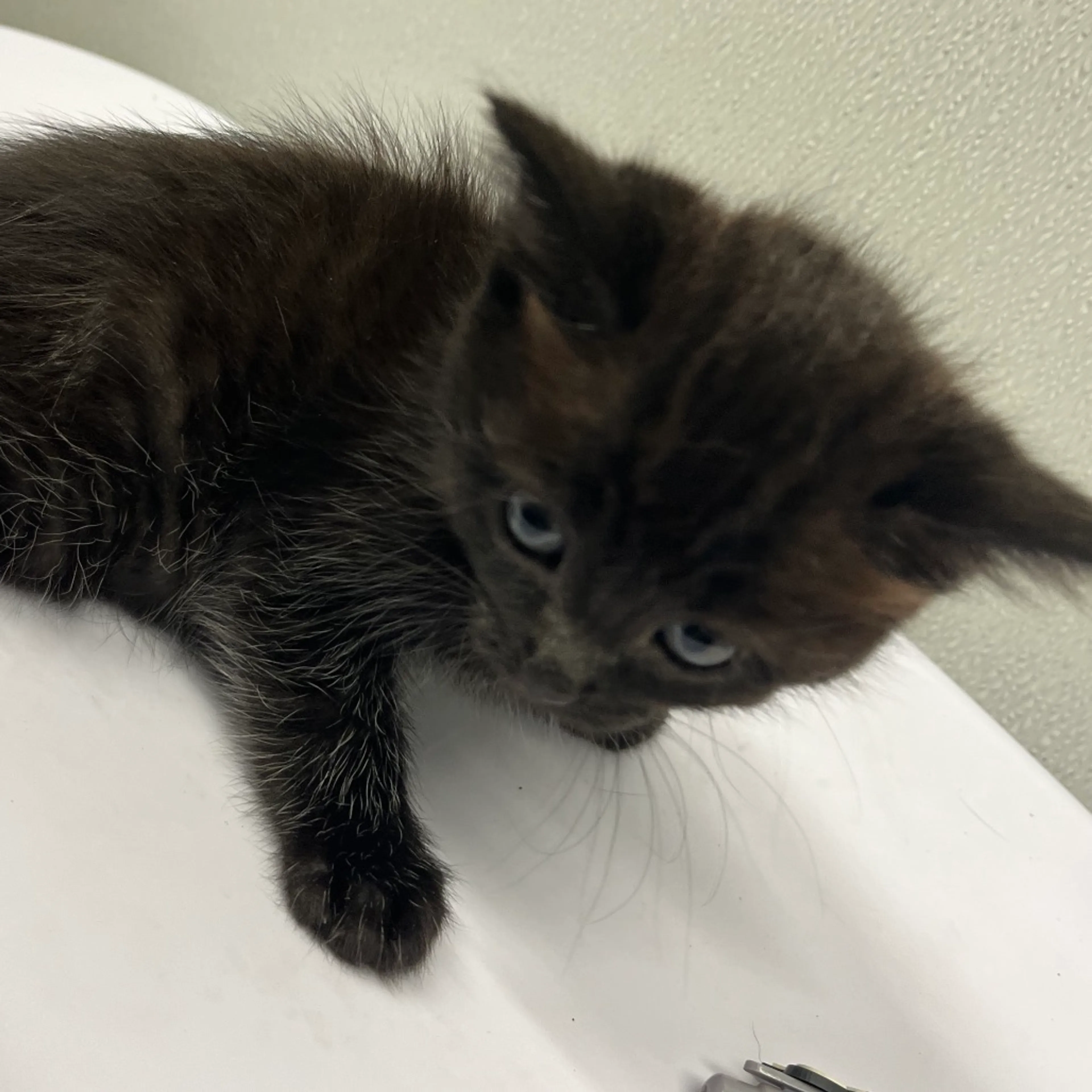 Found pet