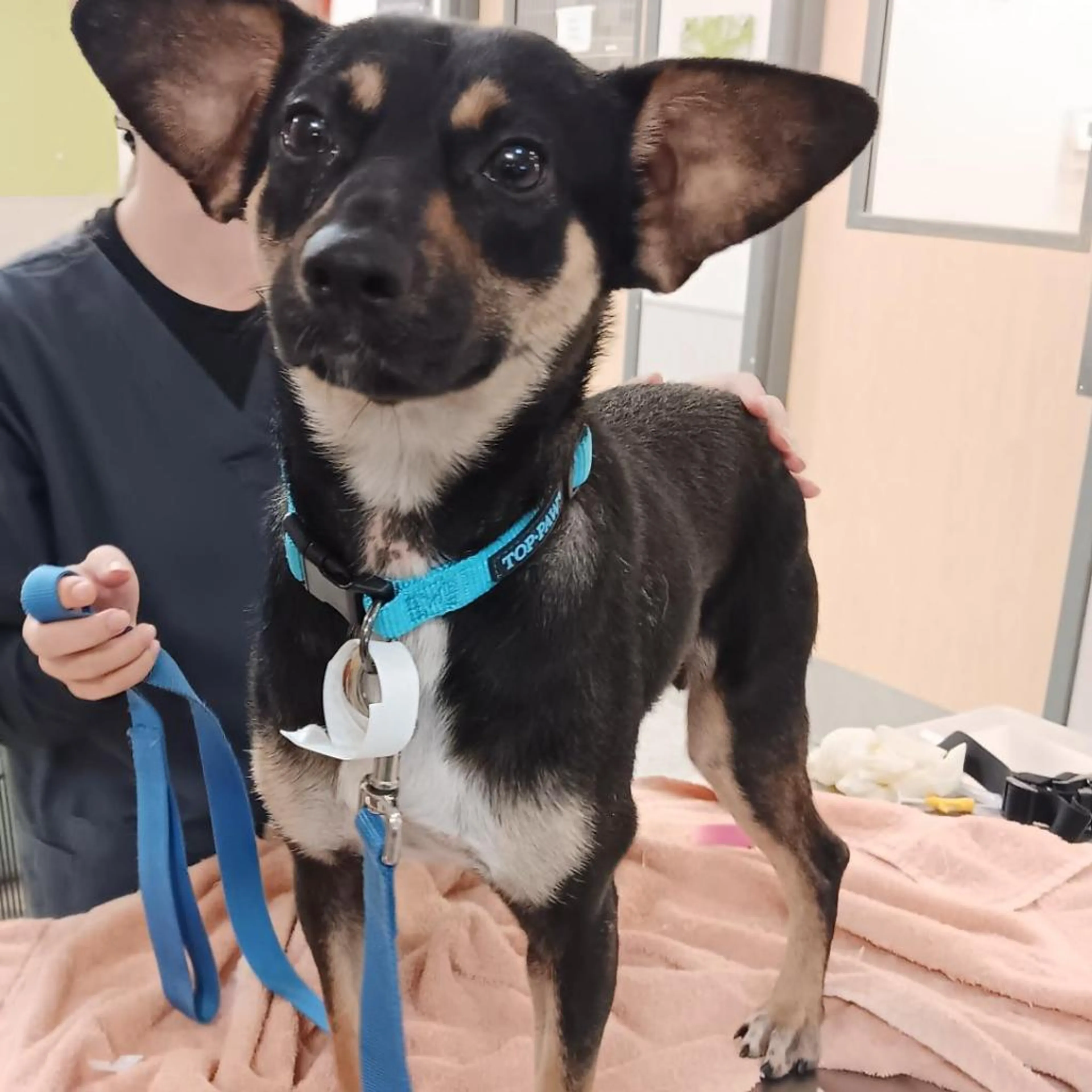 Found pet