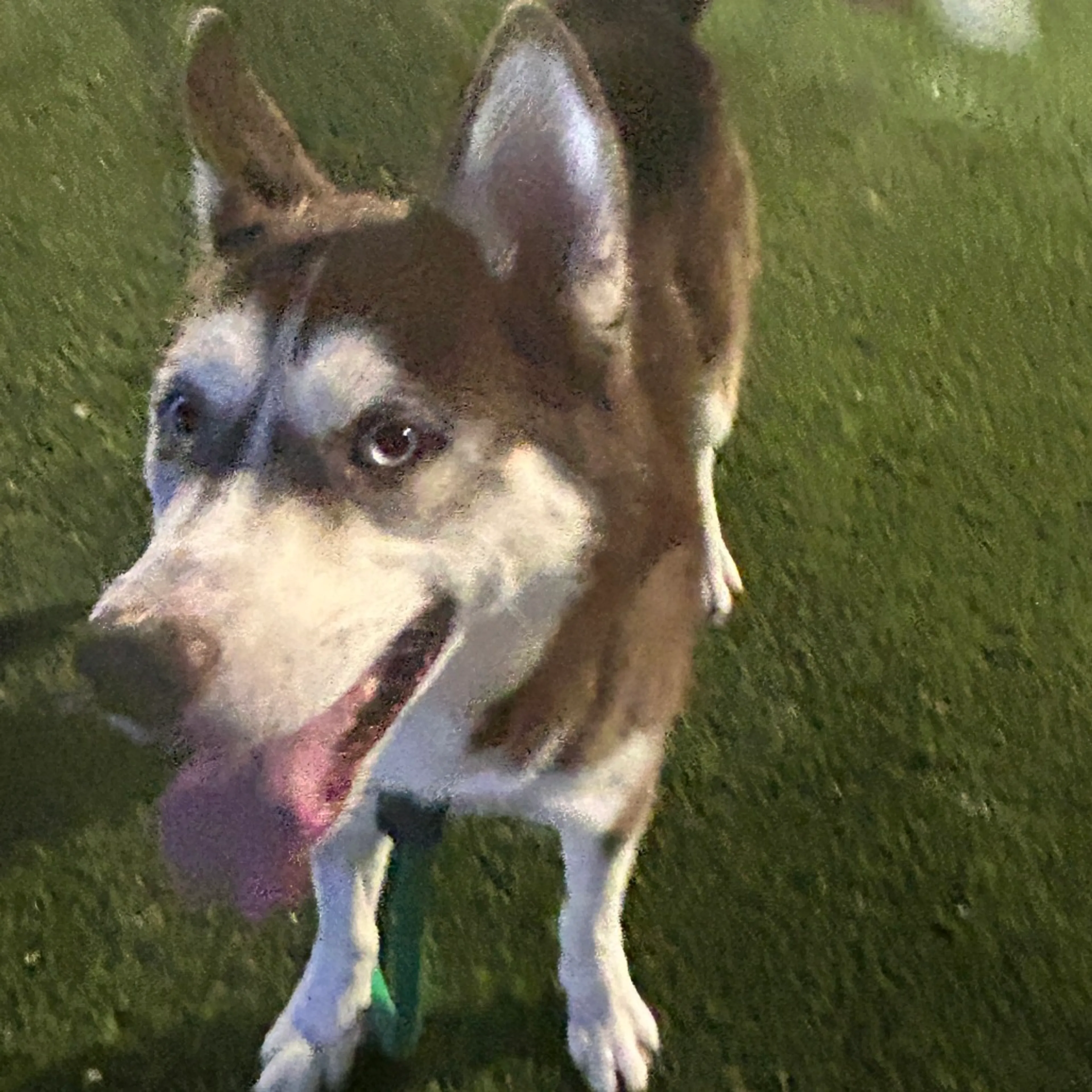 Found pet-3
