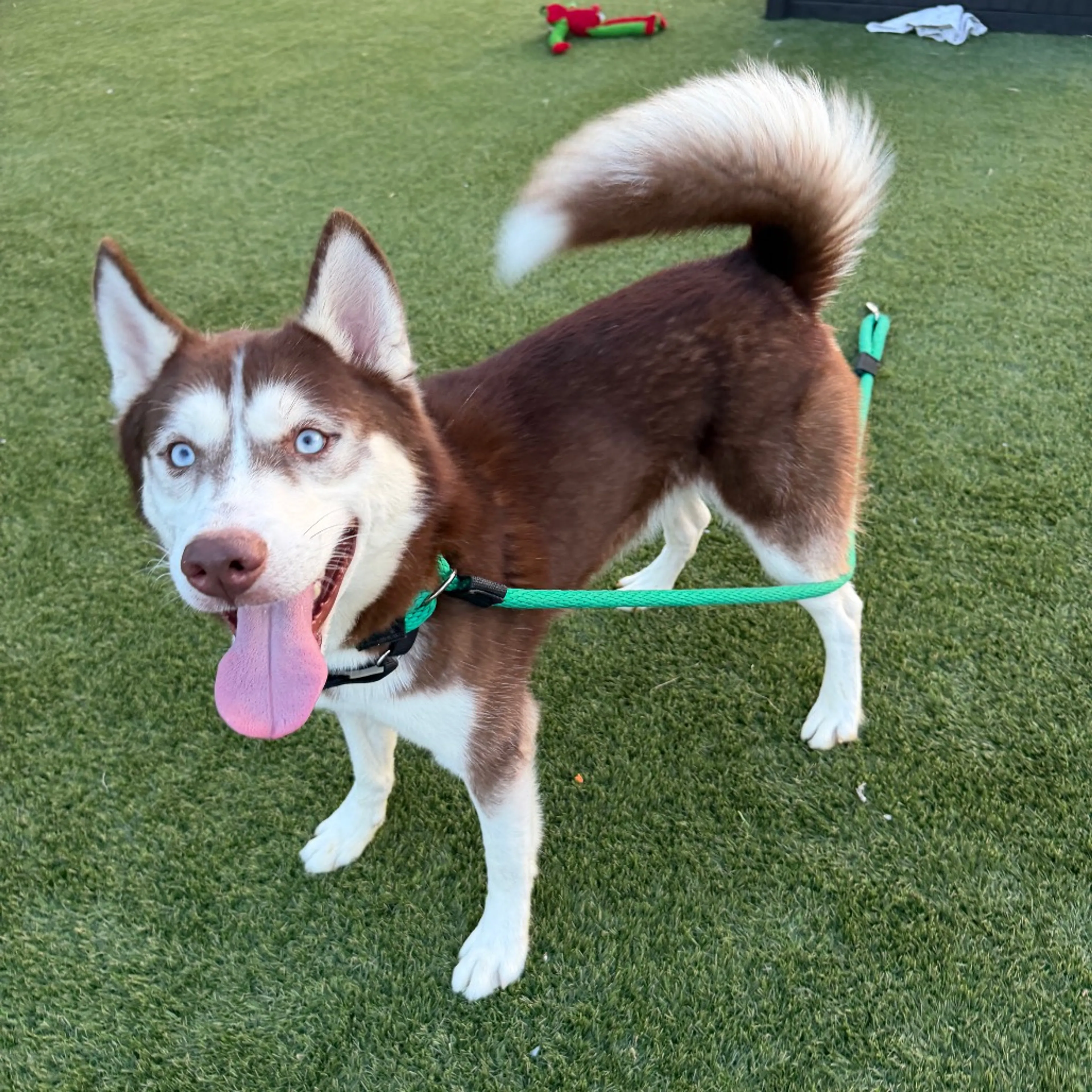 Found pet-19