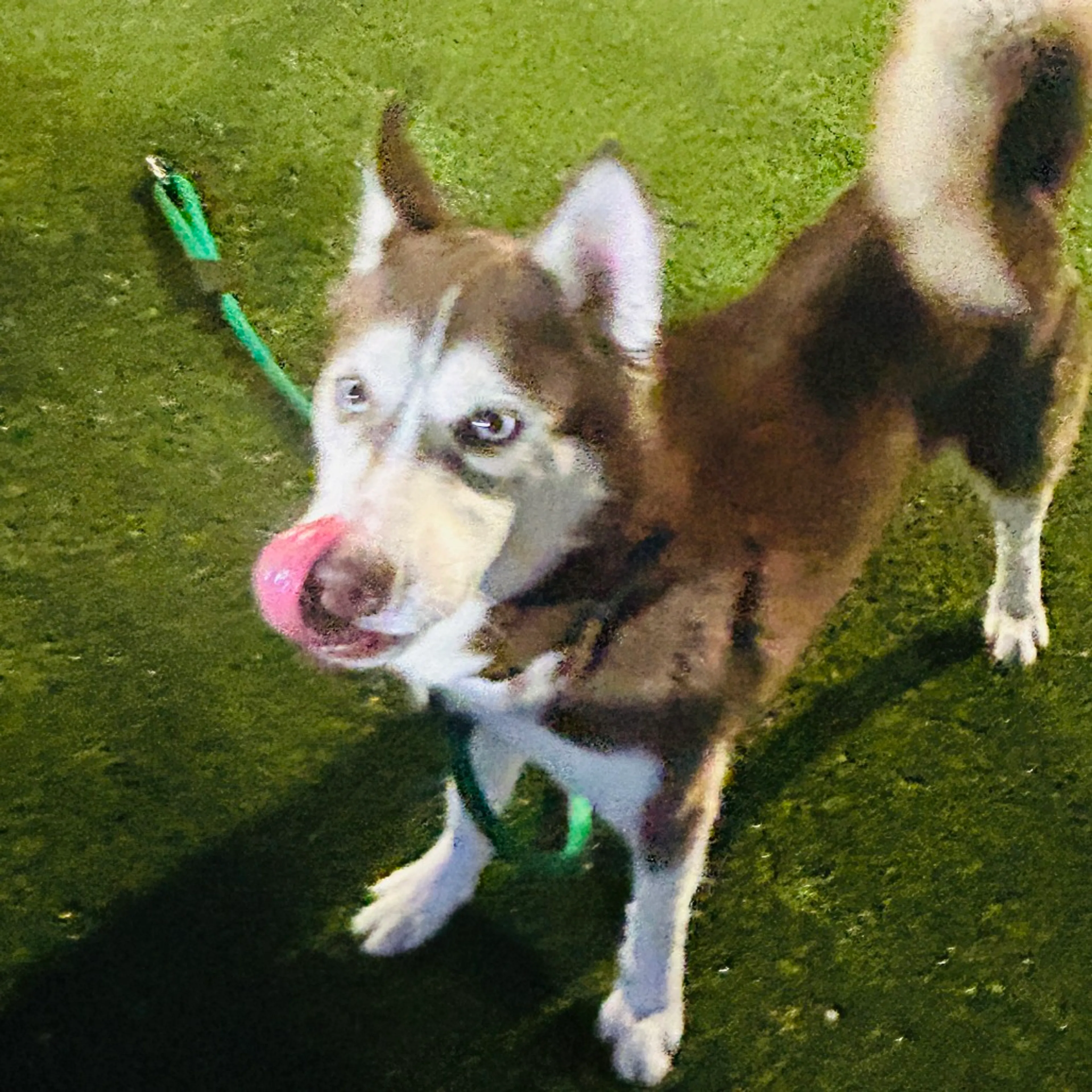 Found pet-4