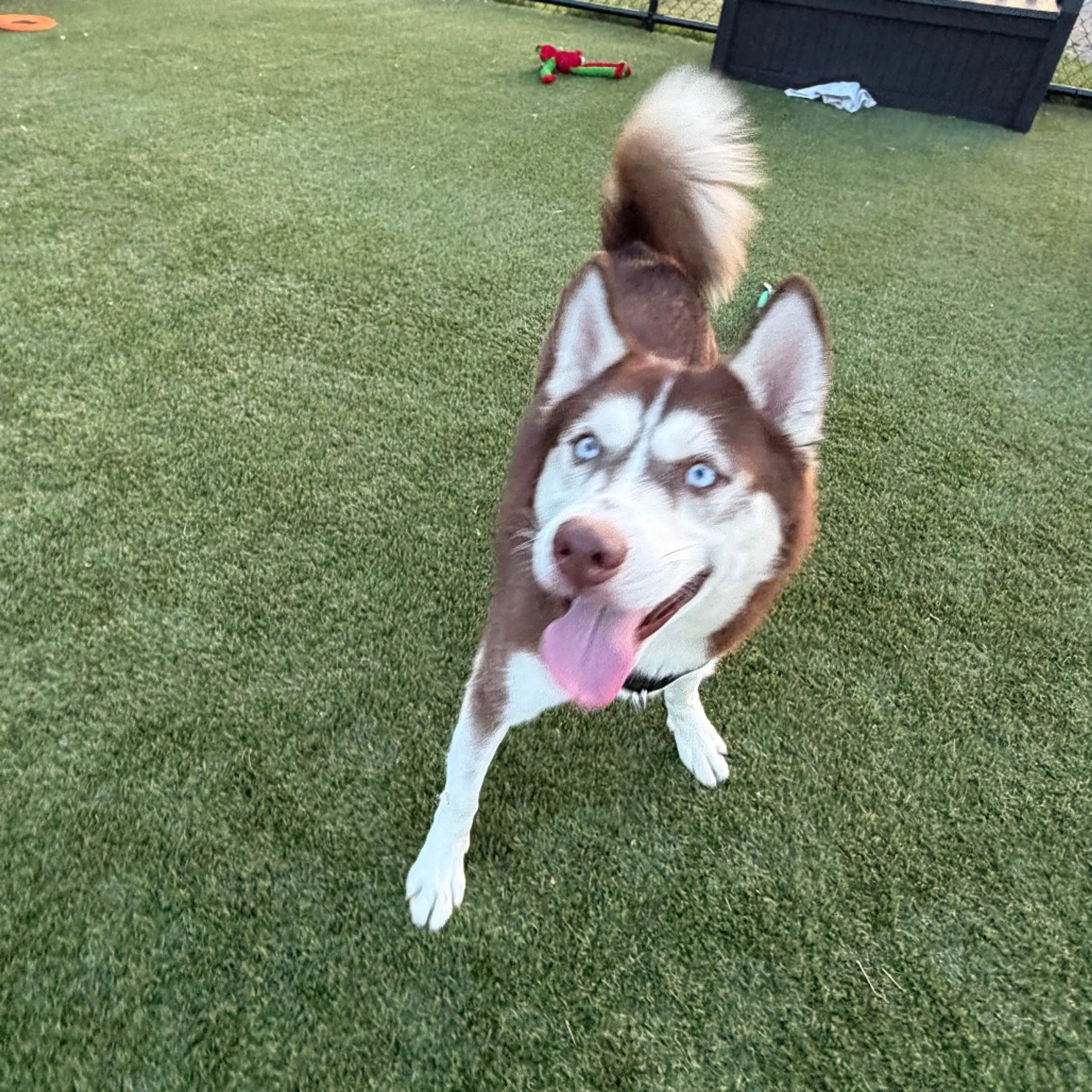 Found pet-18