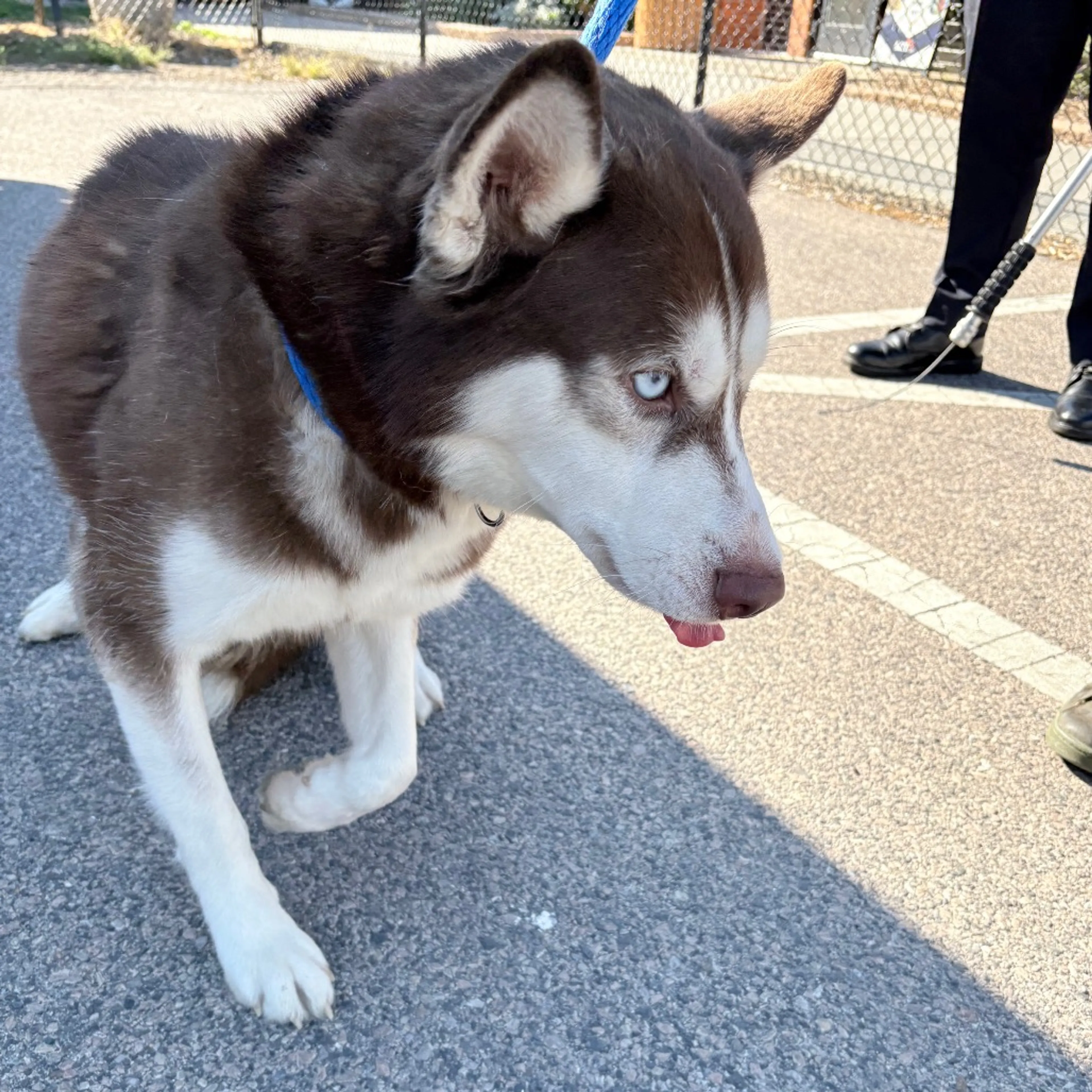 Found pet-2
