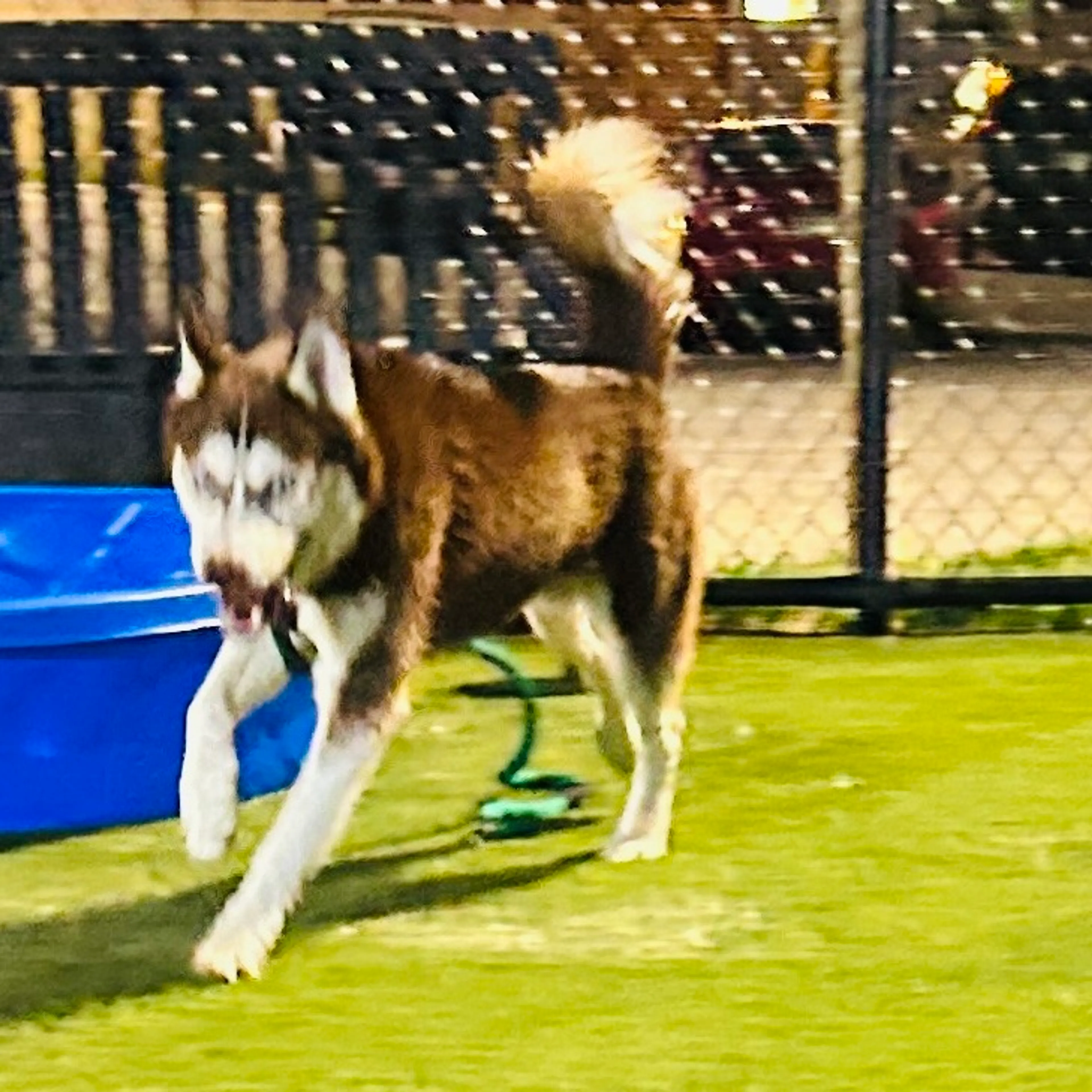 Found pet-10