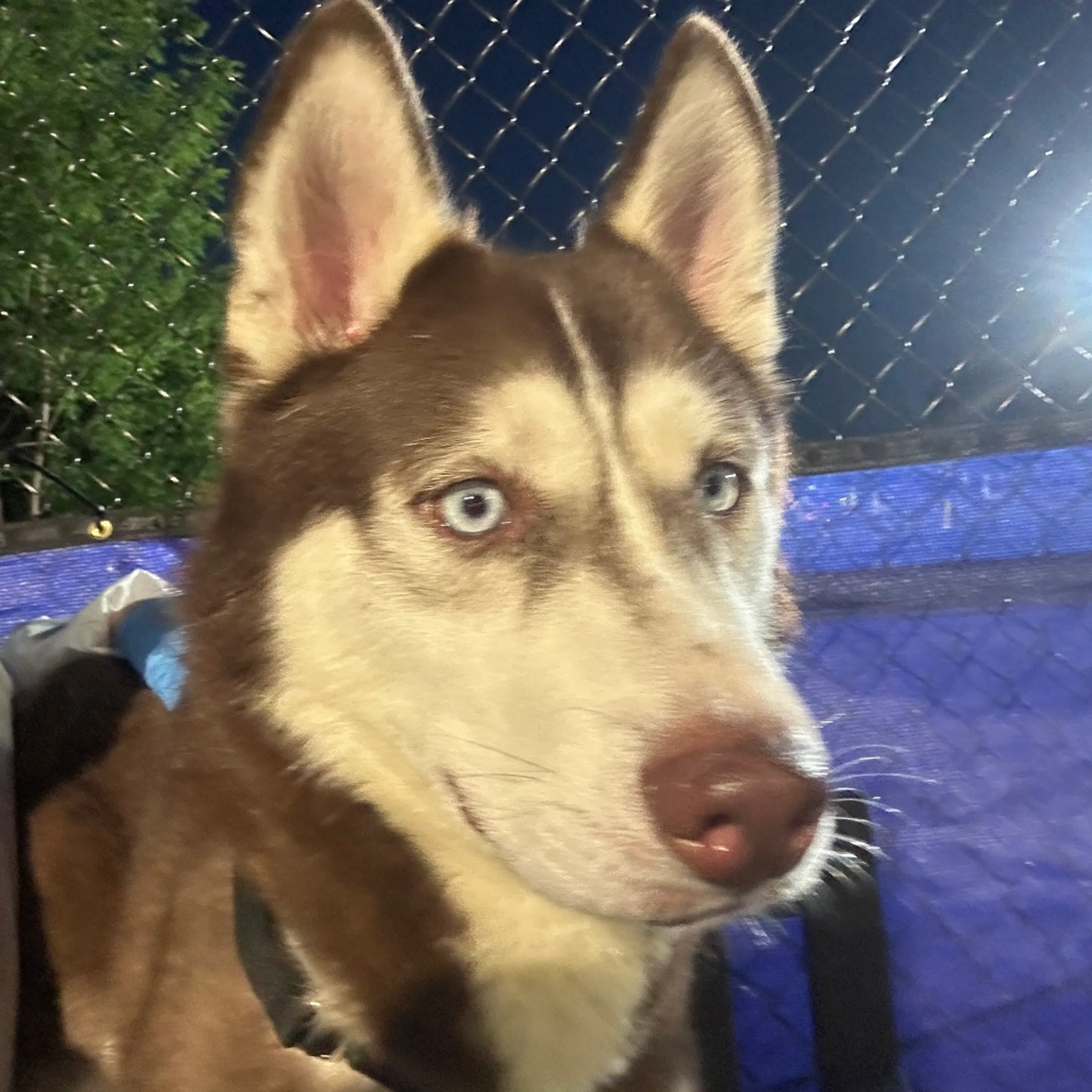 Found pet-13