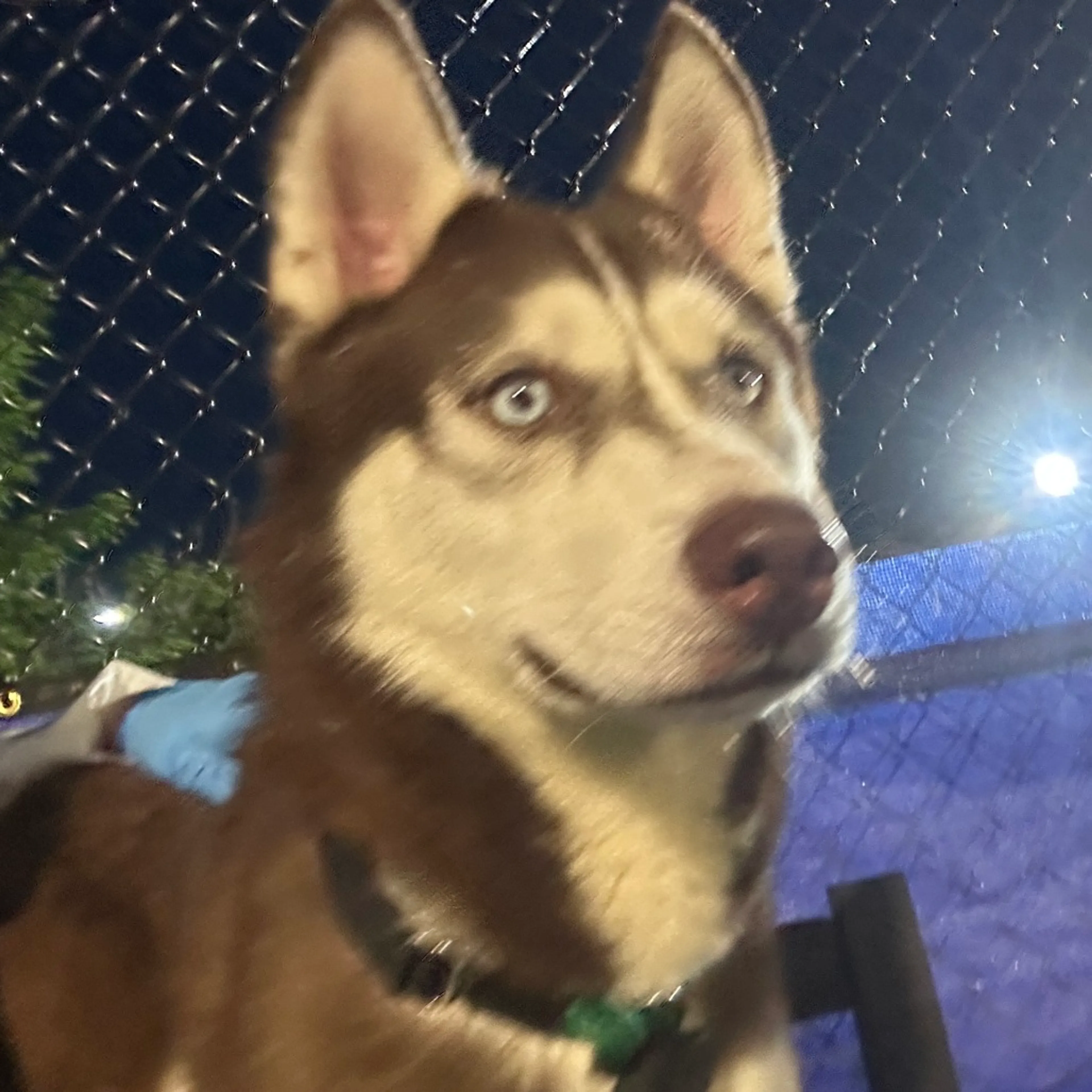 Found pet-14