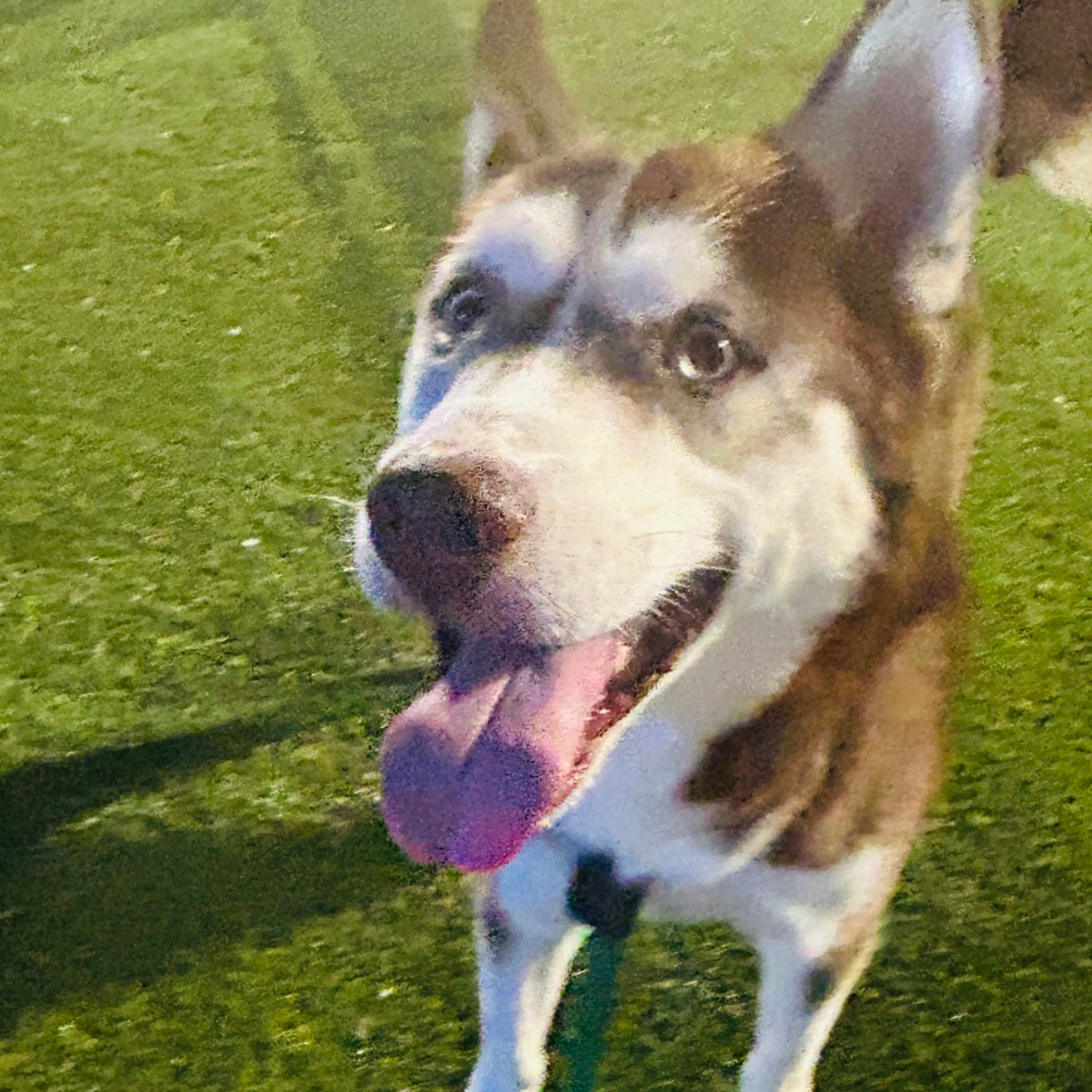 Found pet-5