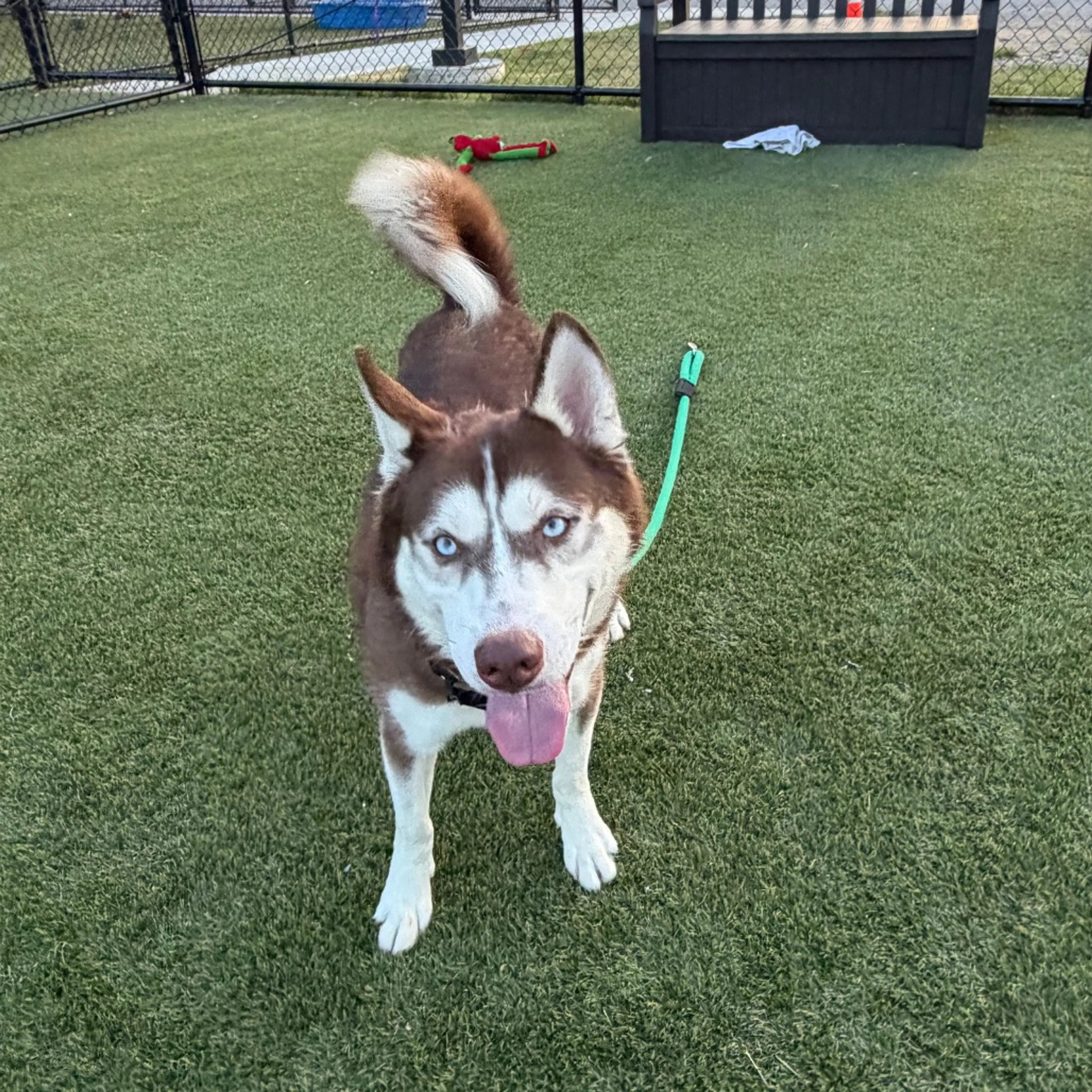Found pet-17