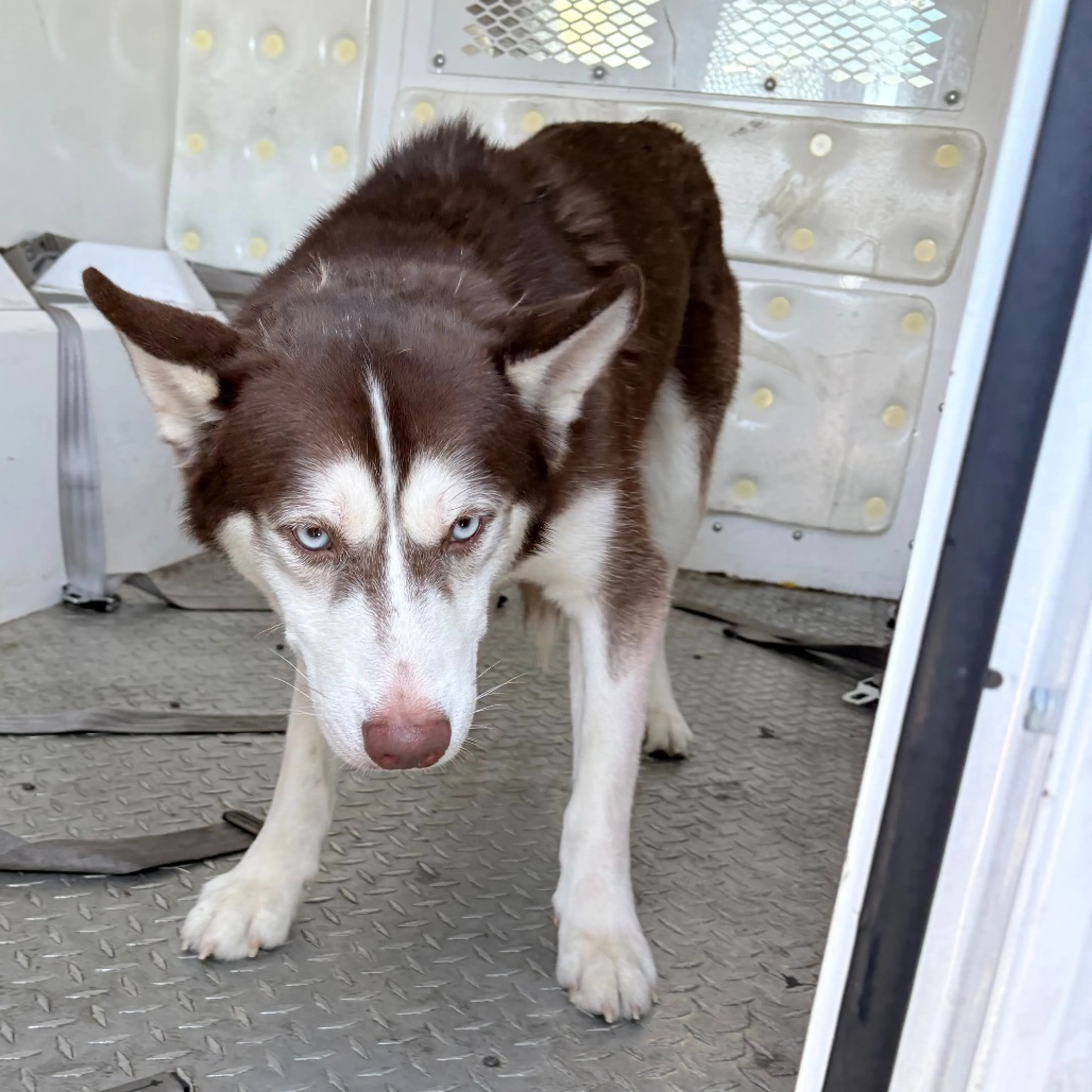 Found pet-1