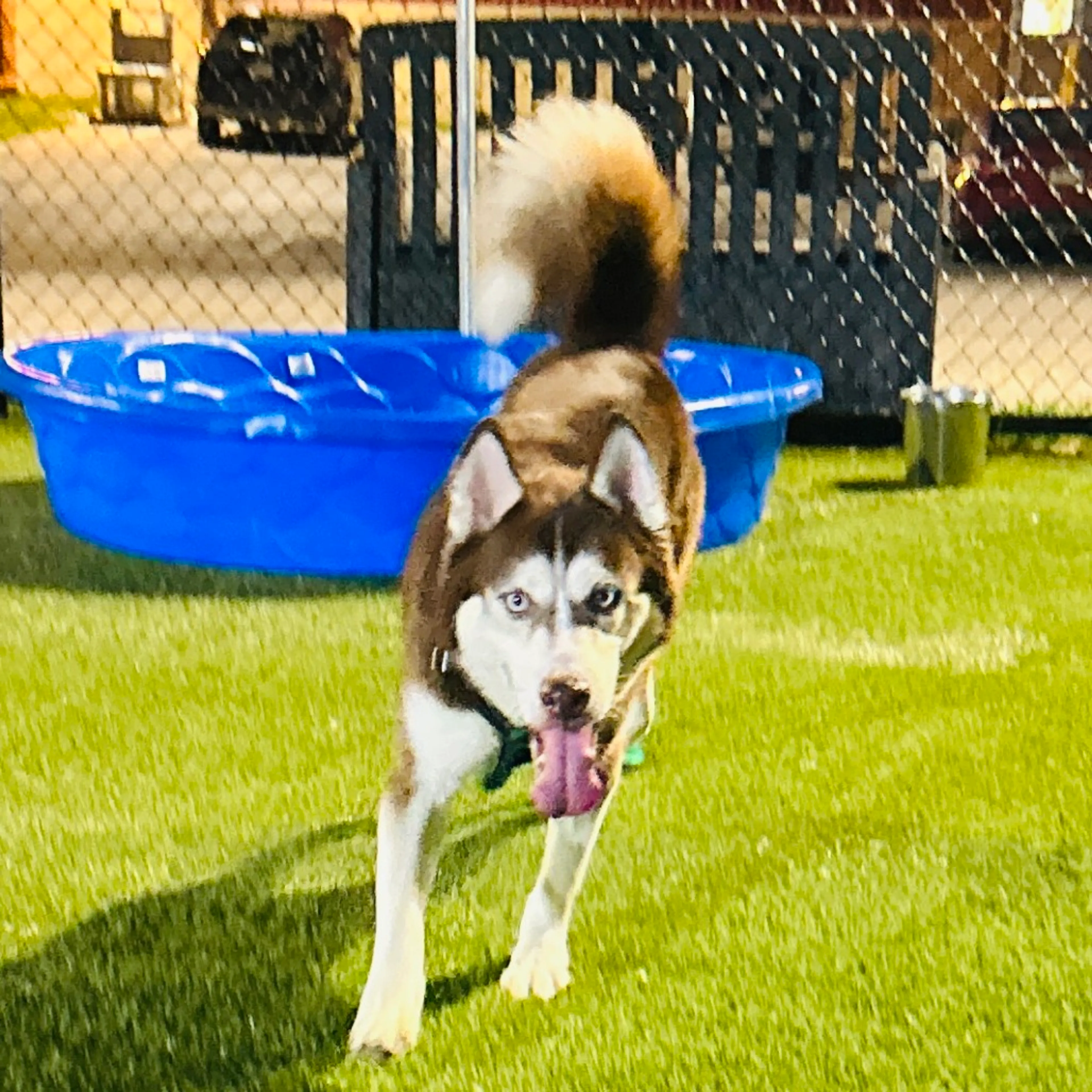 Found pet-6