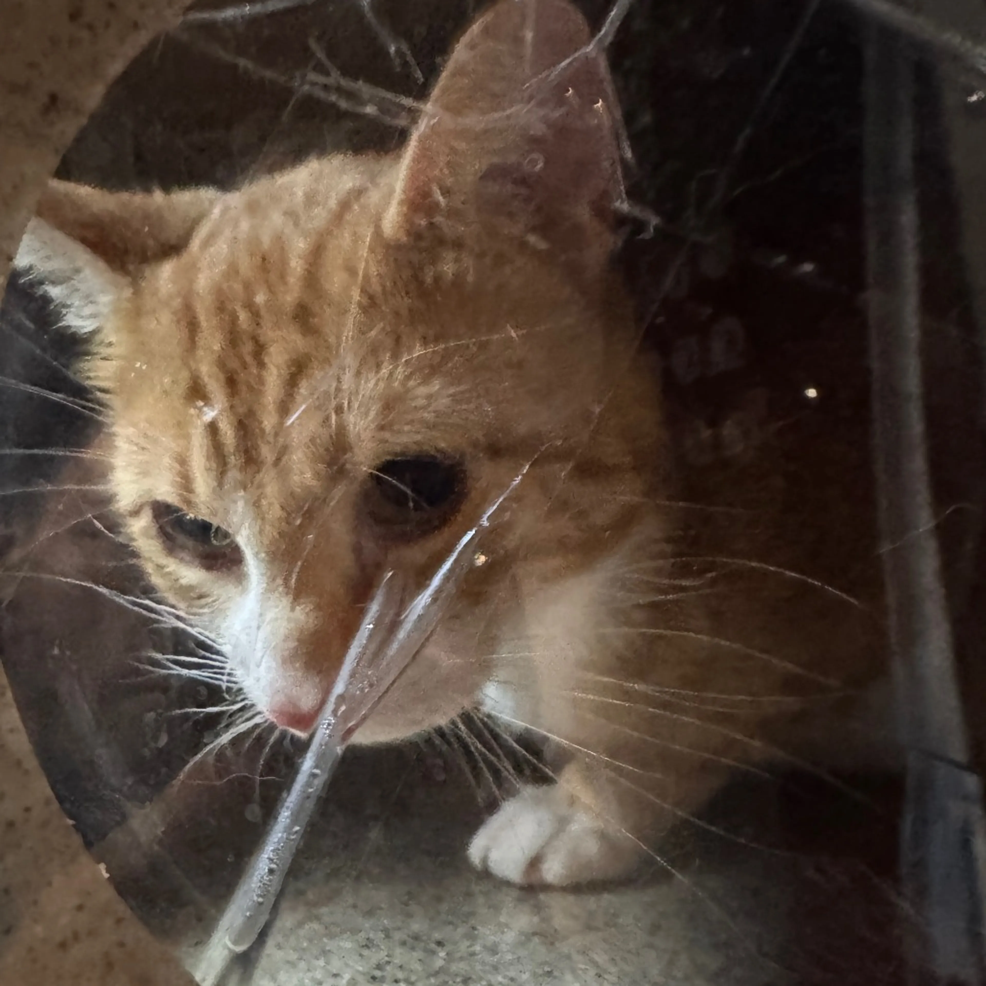 Found pet