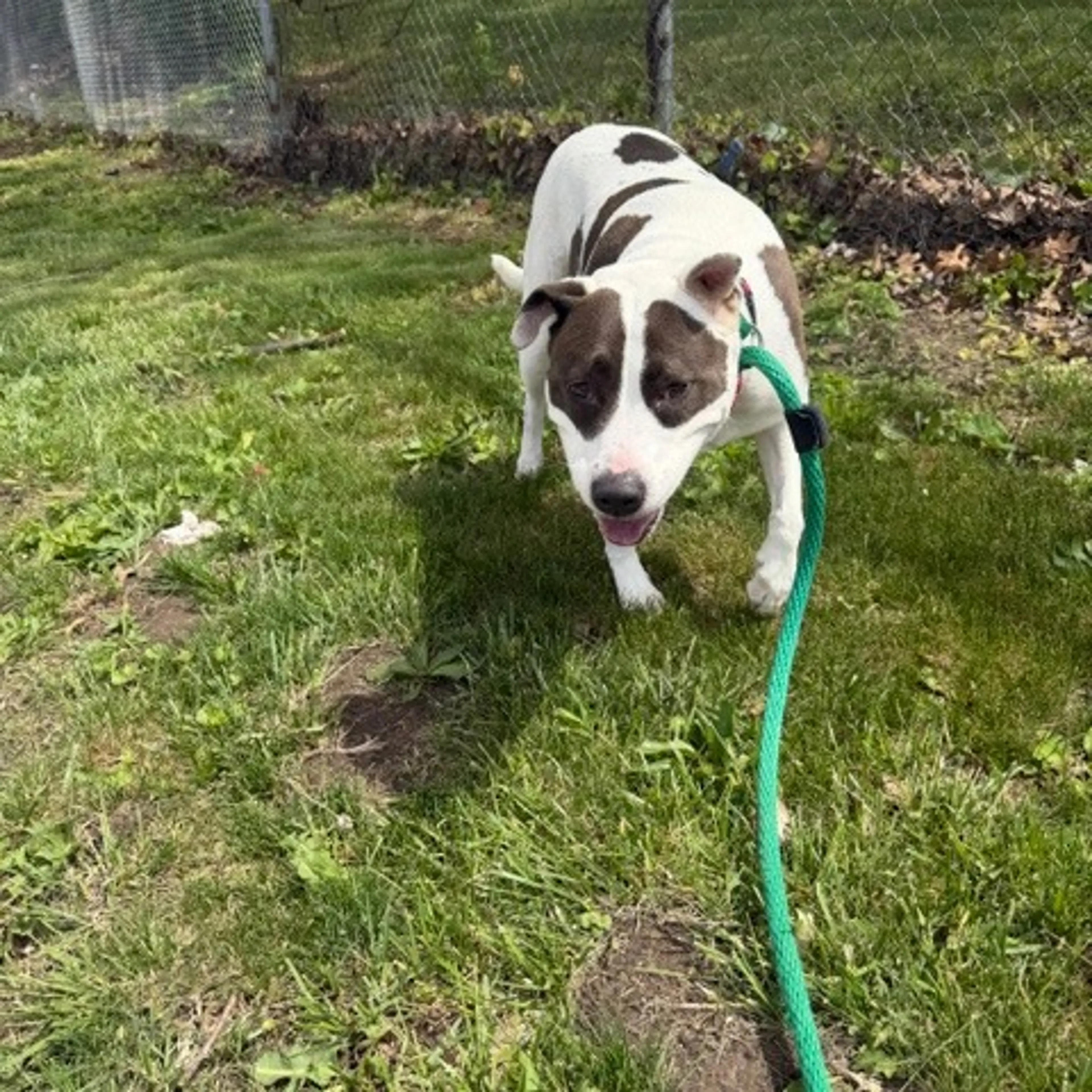 Found pet-16