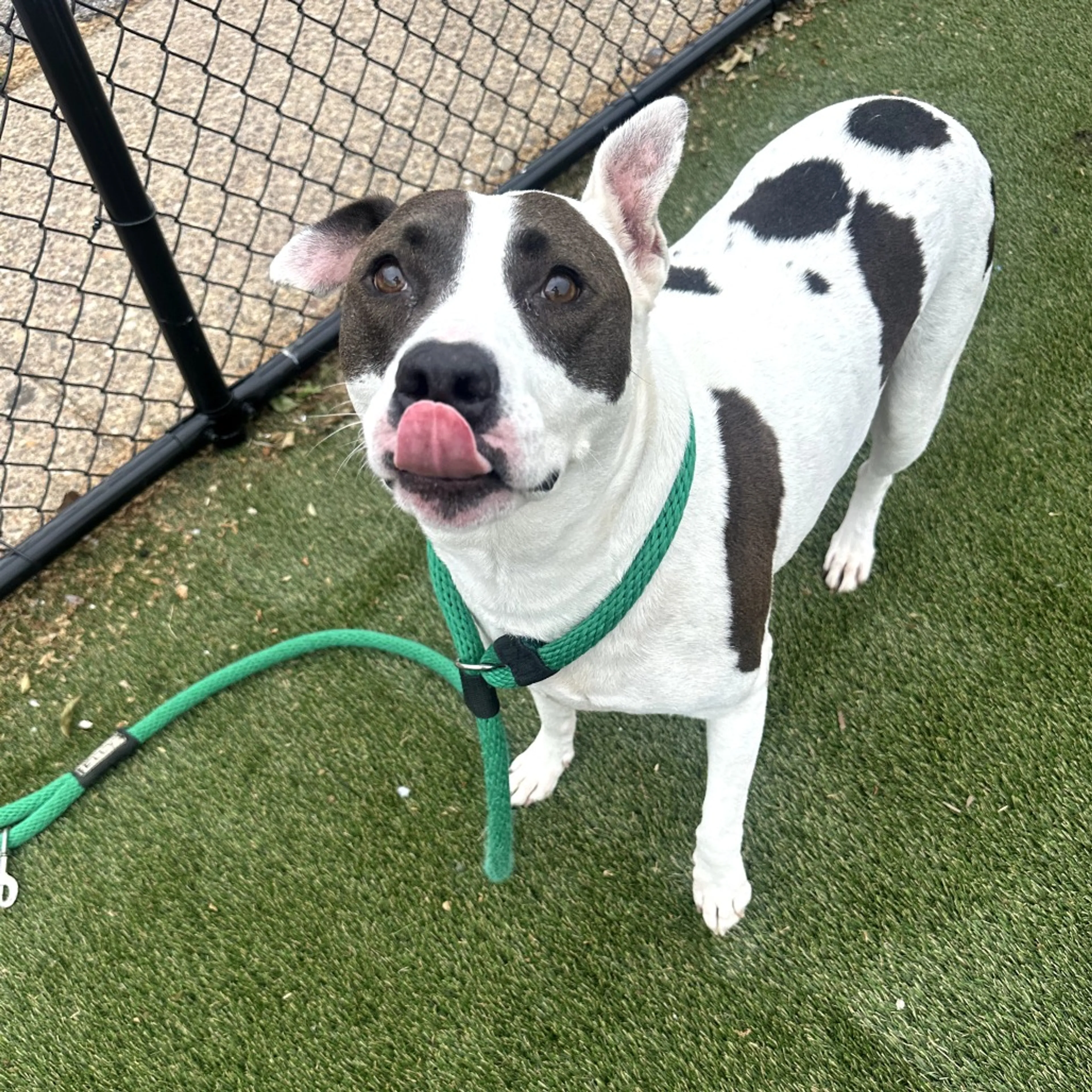 Found pet-2