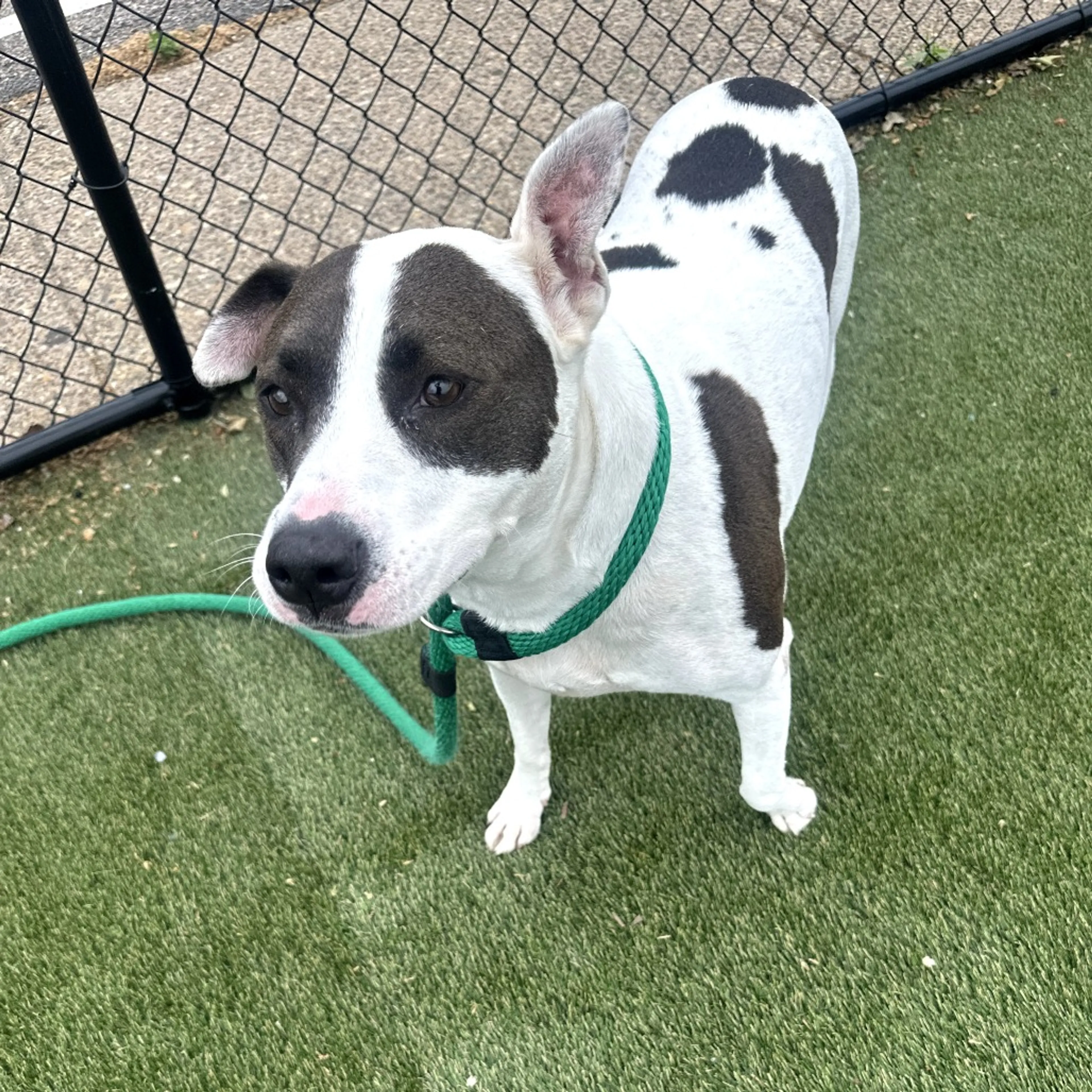 Found pet-8