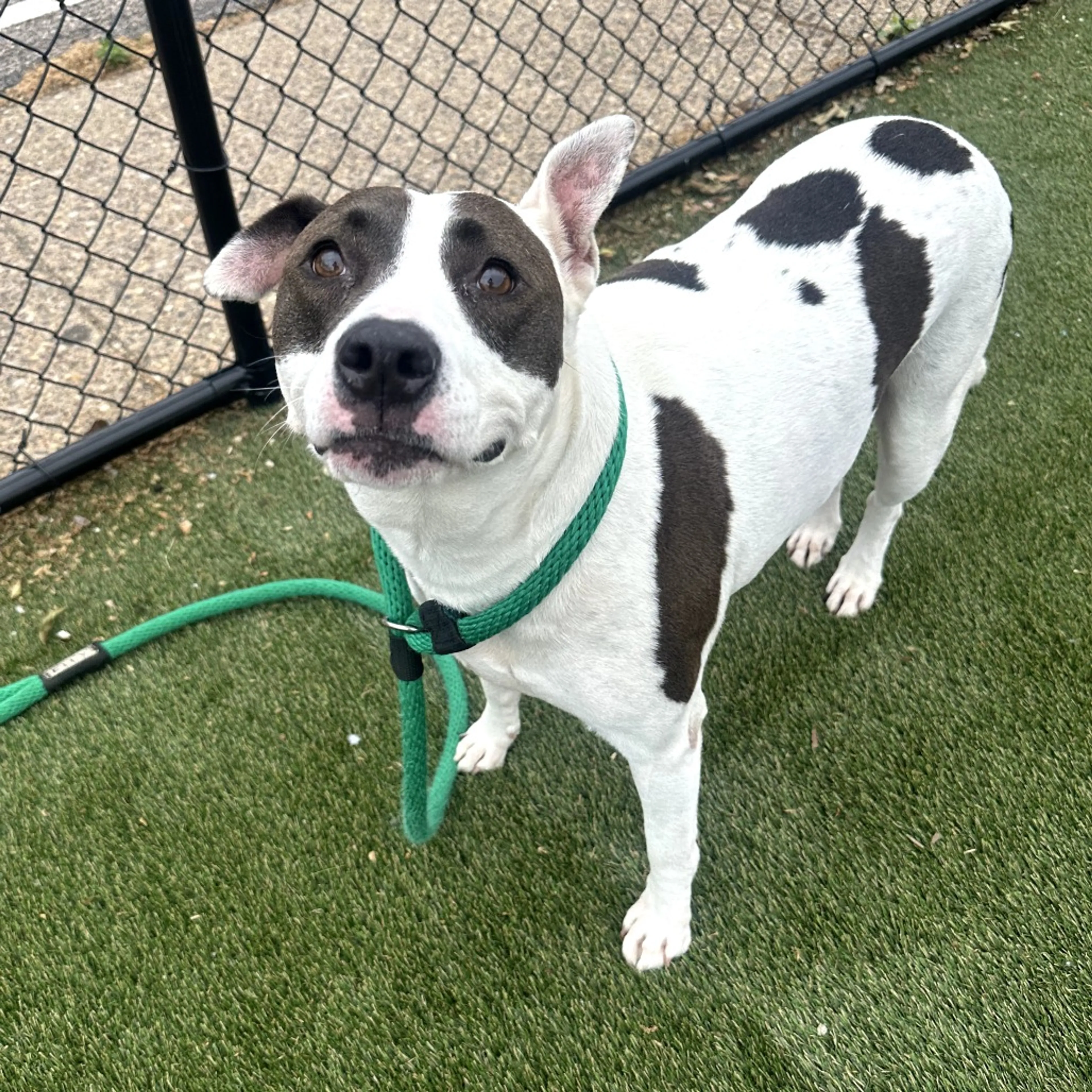 Found pet-1