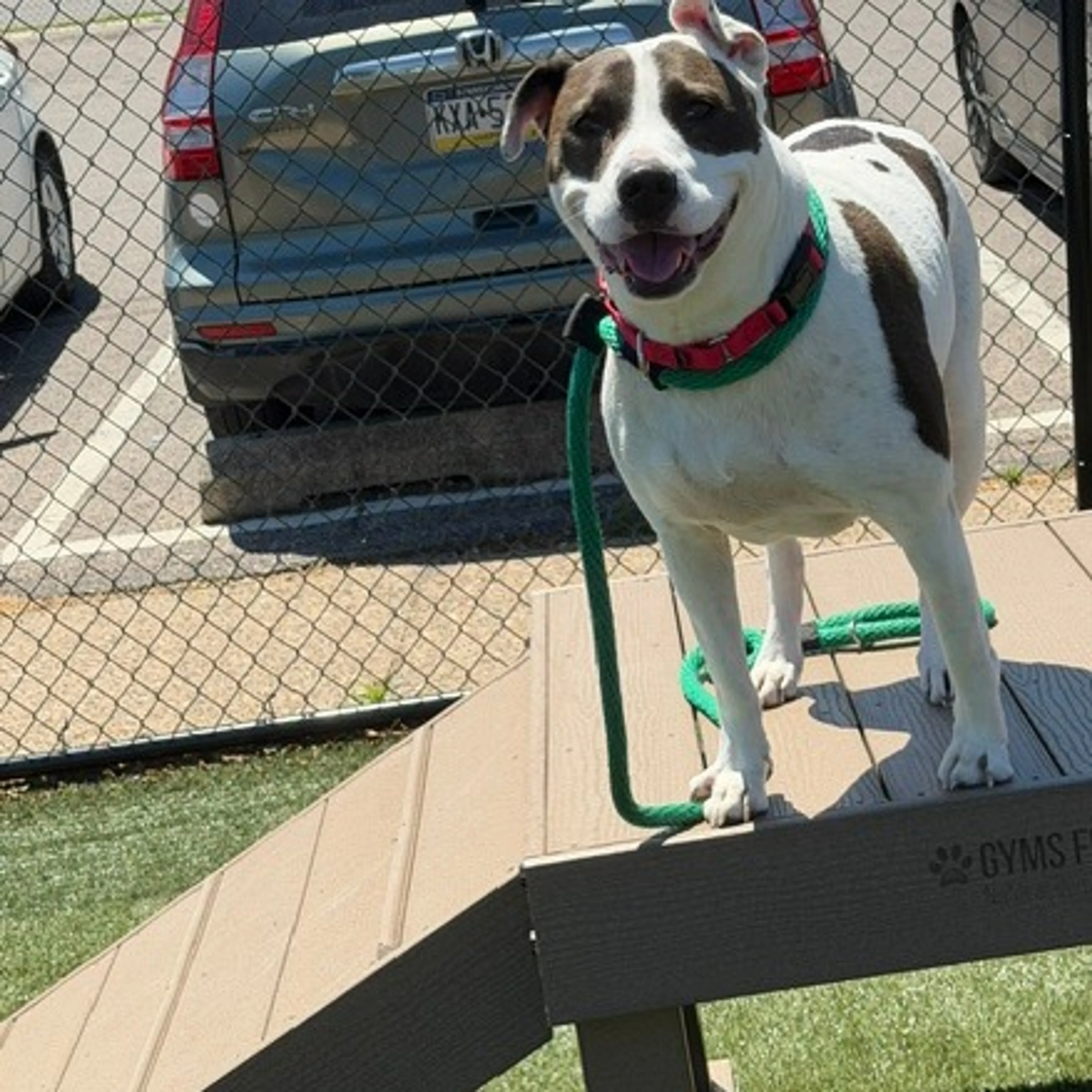 Found pet-13