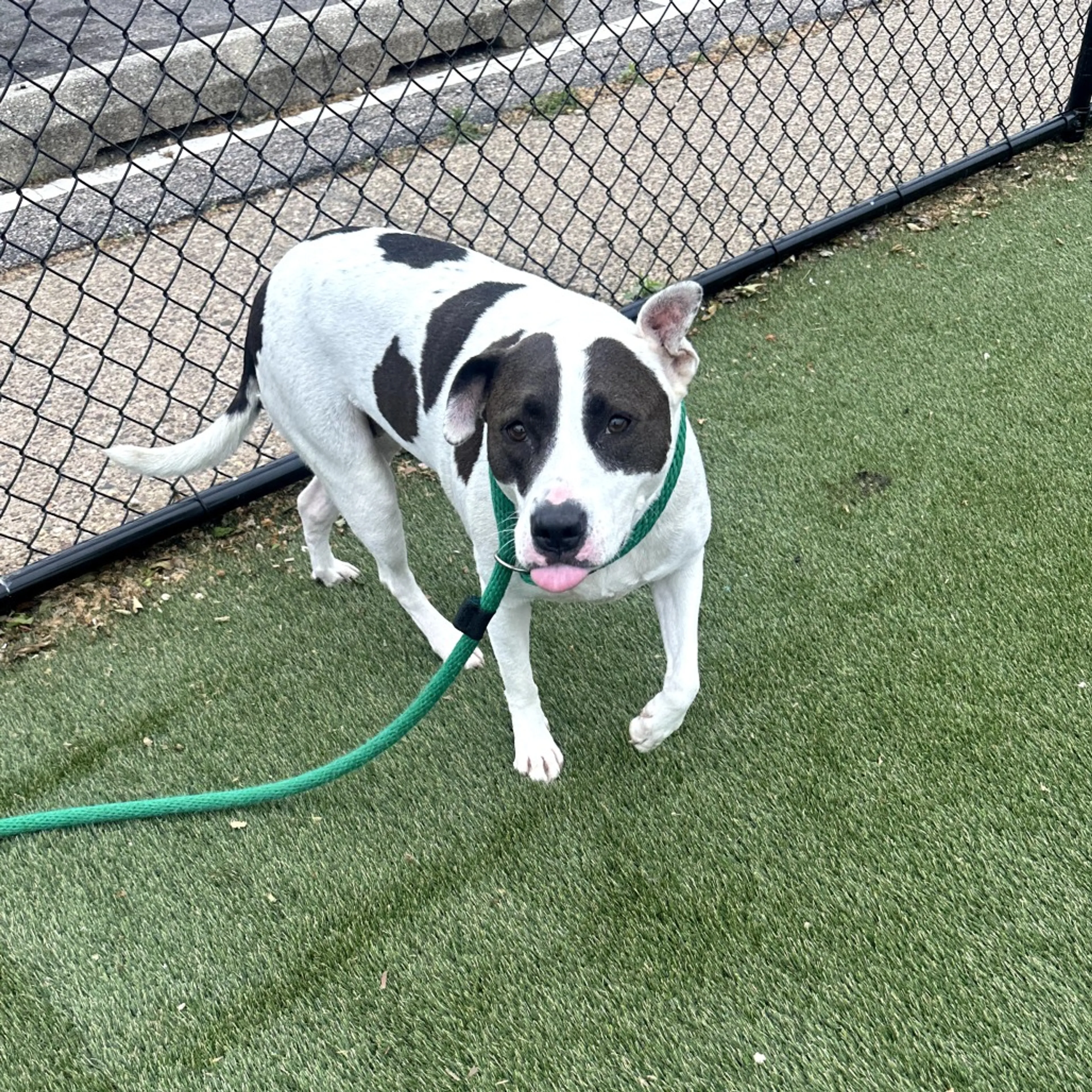 Found pet-9