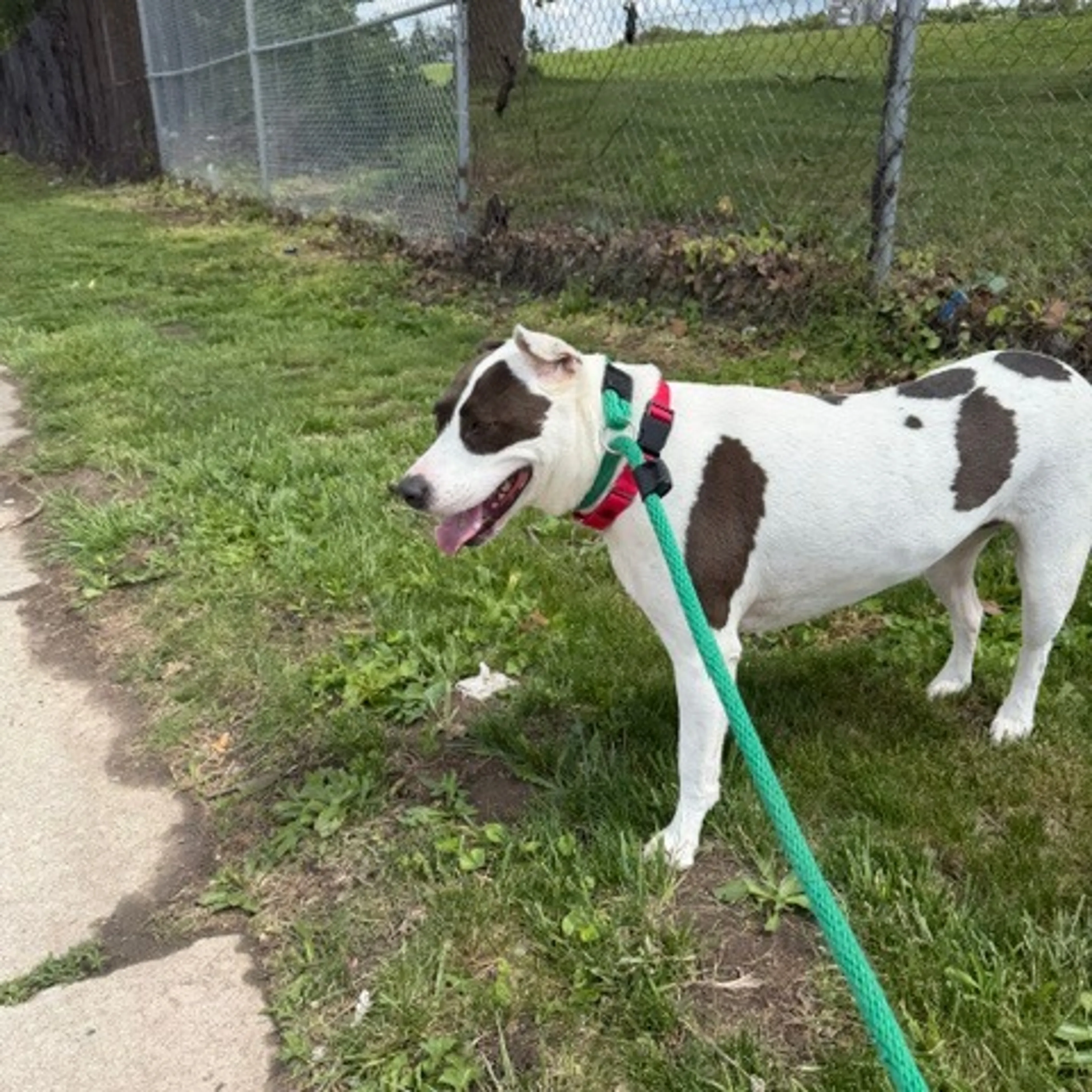 Found pet-17