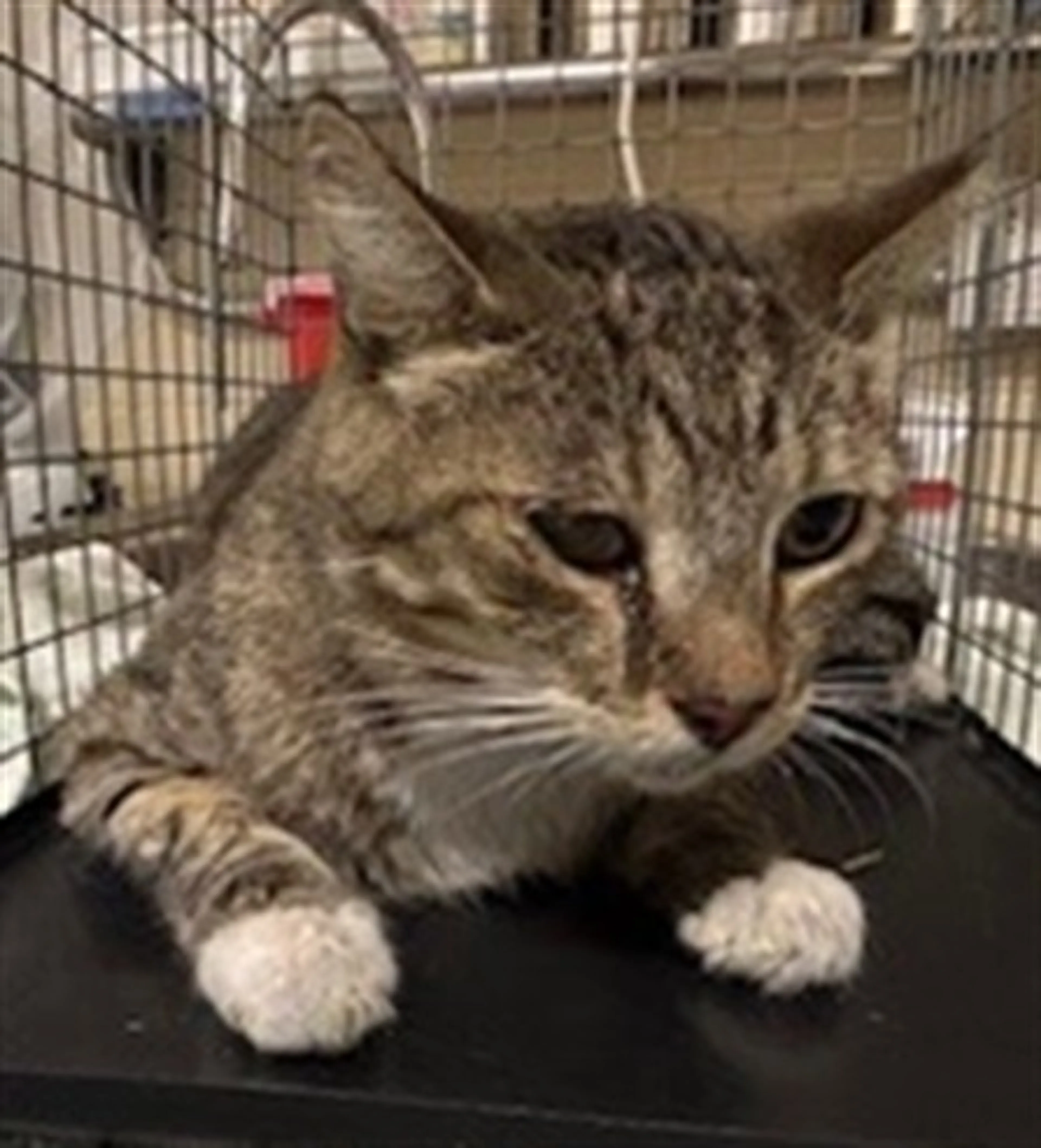 Found pet