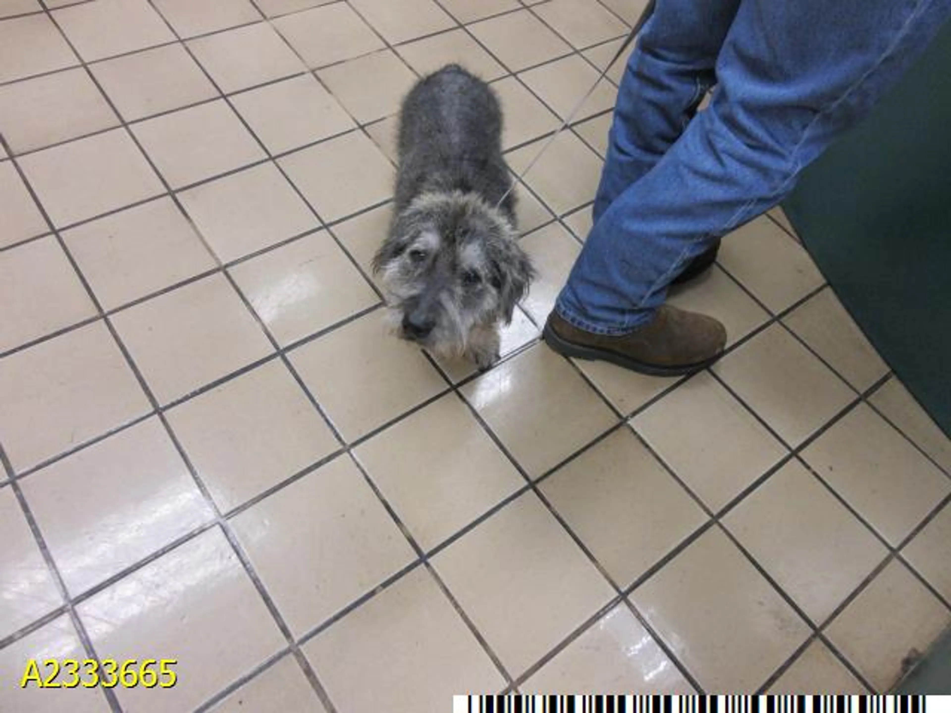 Found pet
