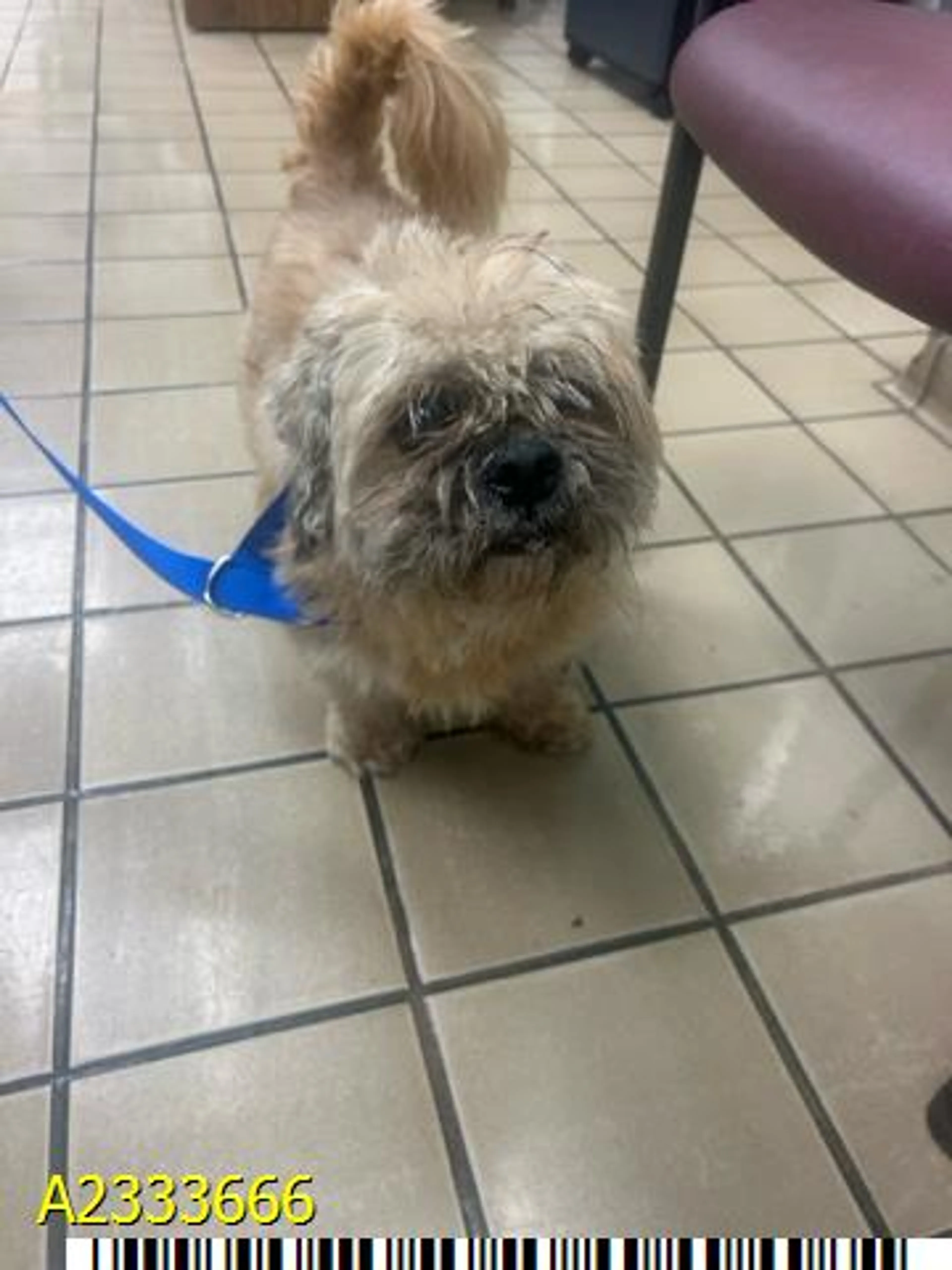 Found pet