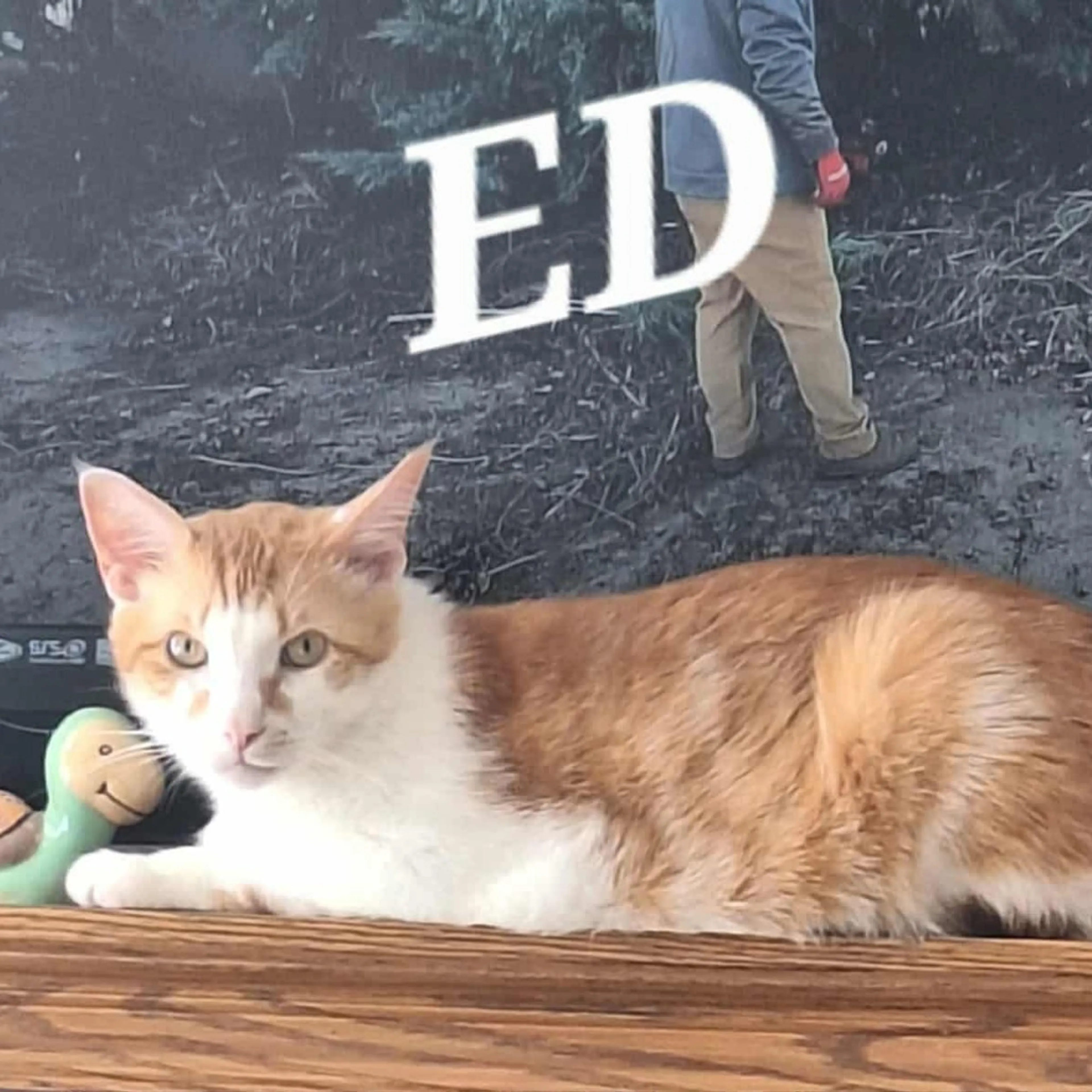 Found pet