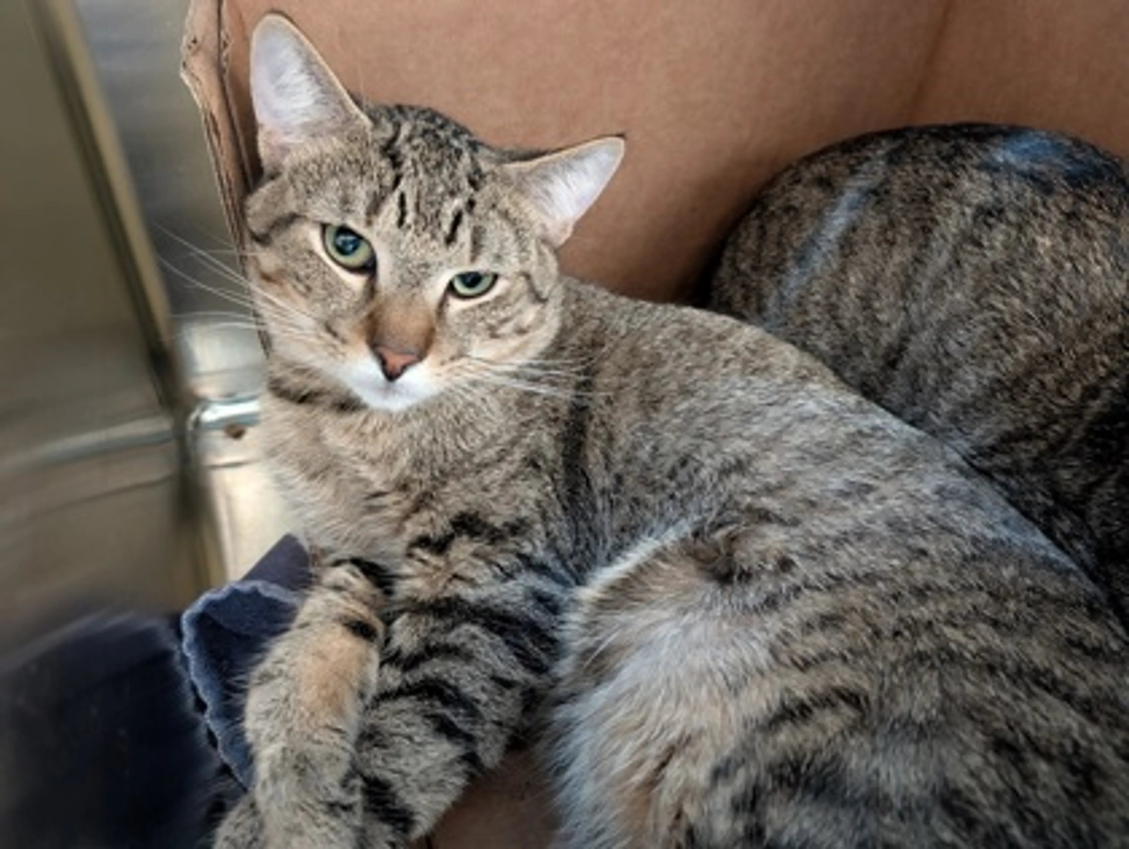 Found pet