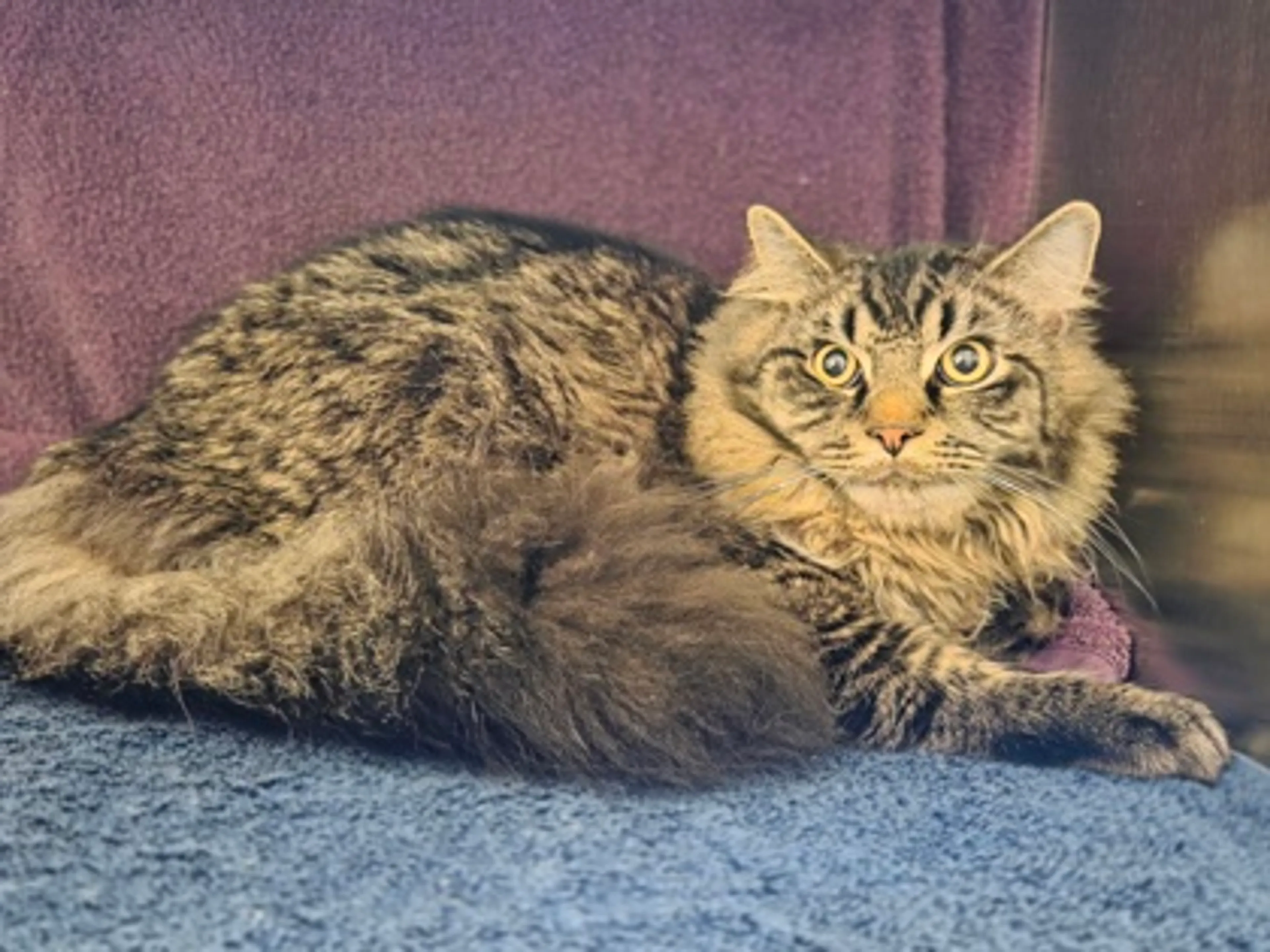 Found pet-1