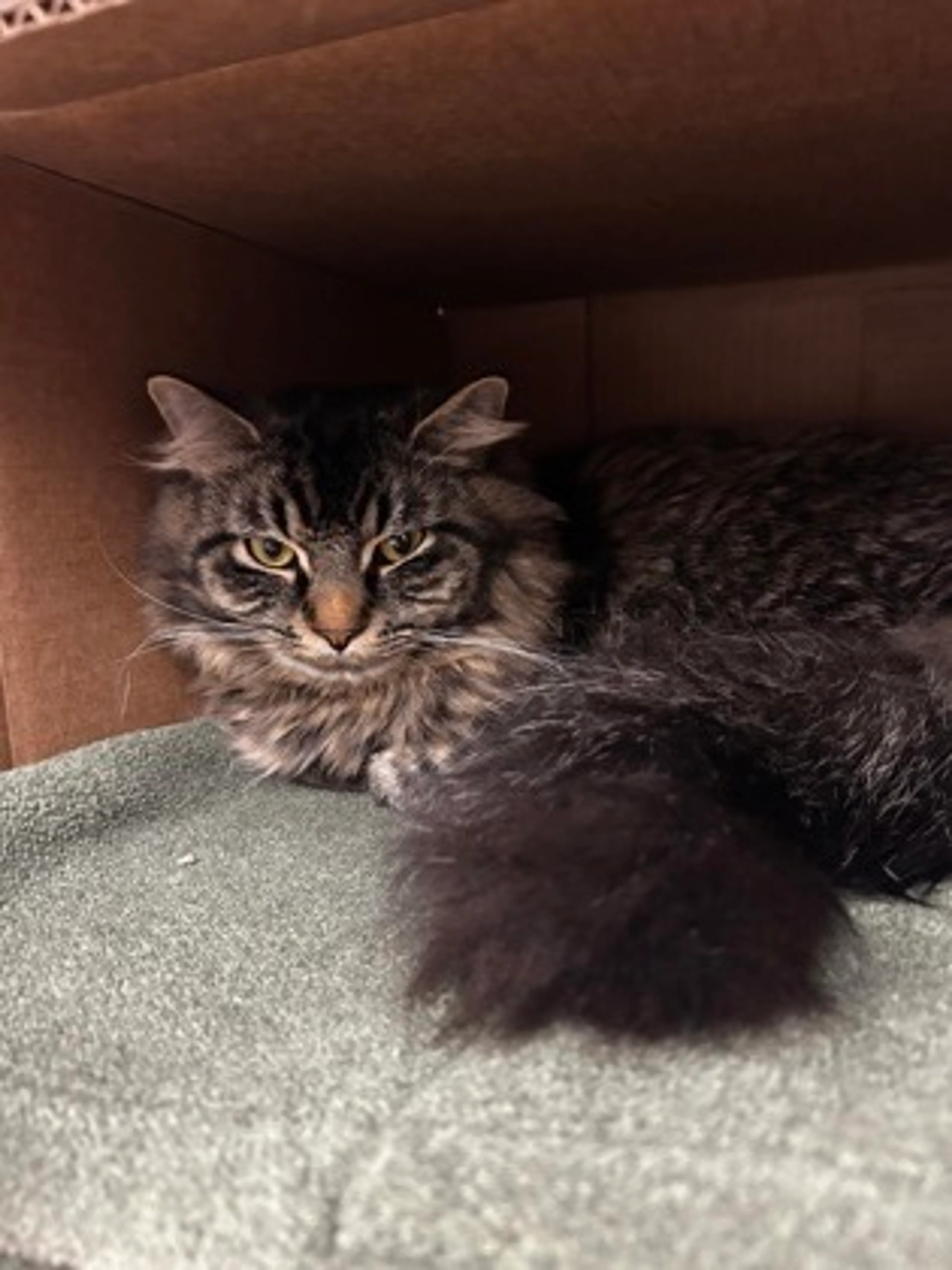 Found pet-2