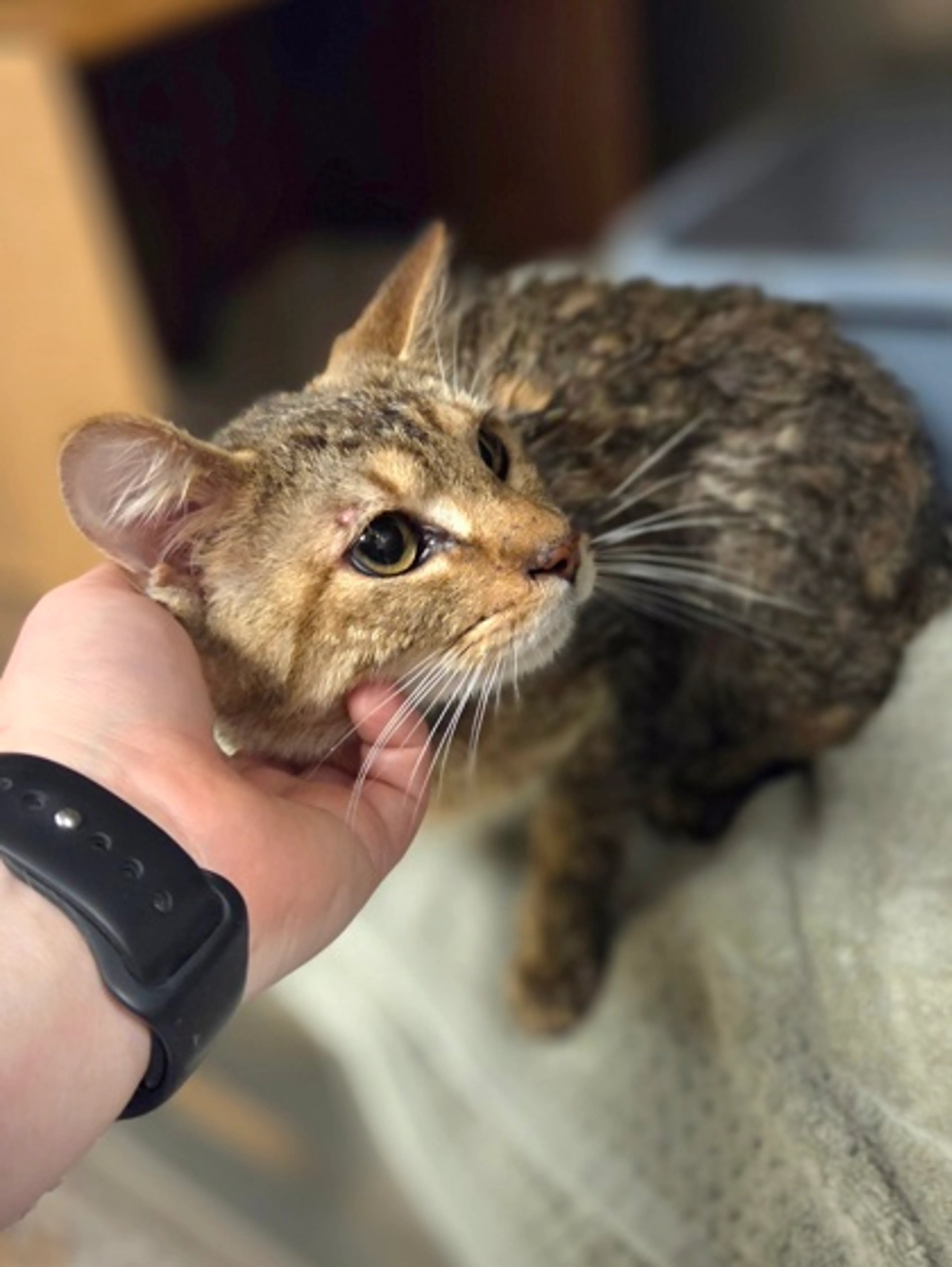 Found pet-1
