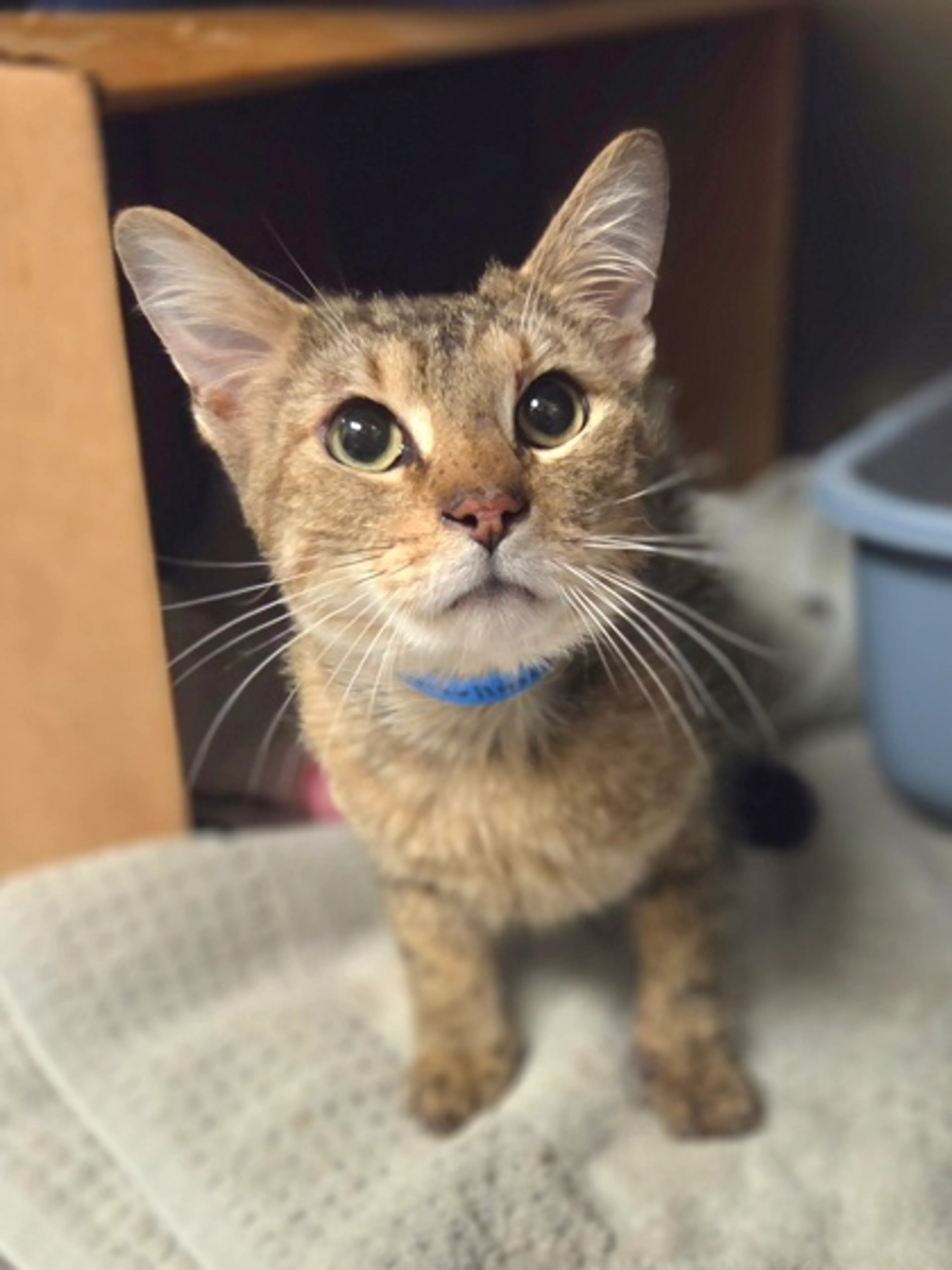 Found pet-2