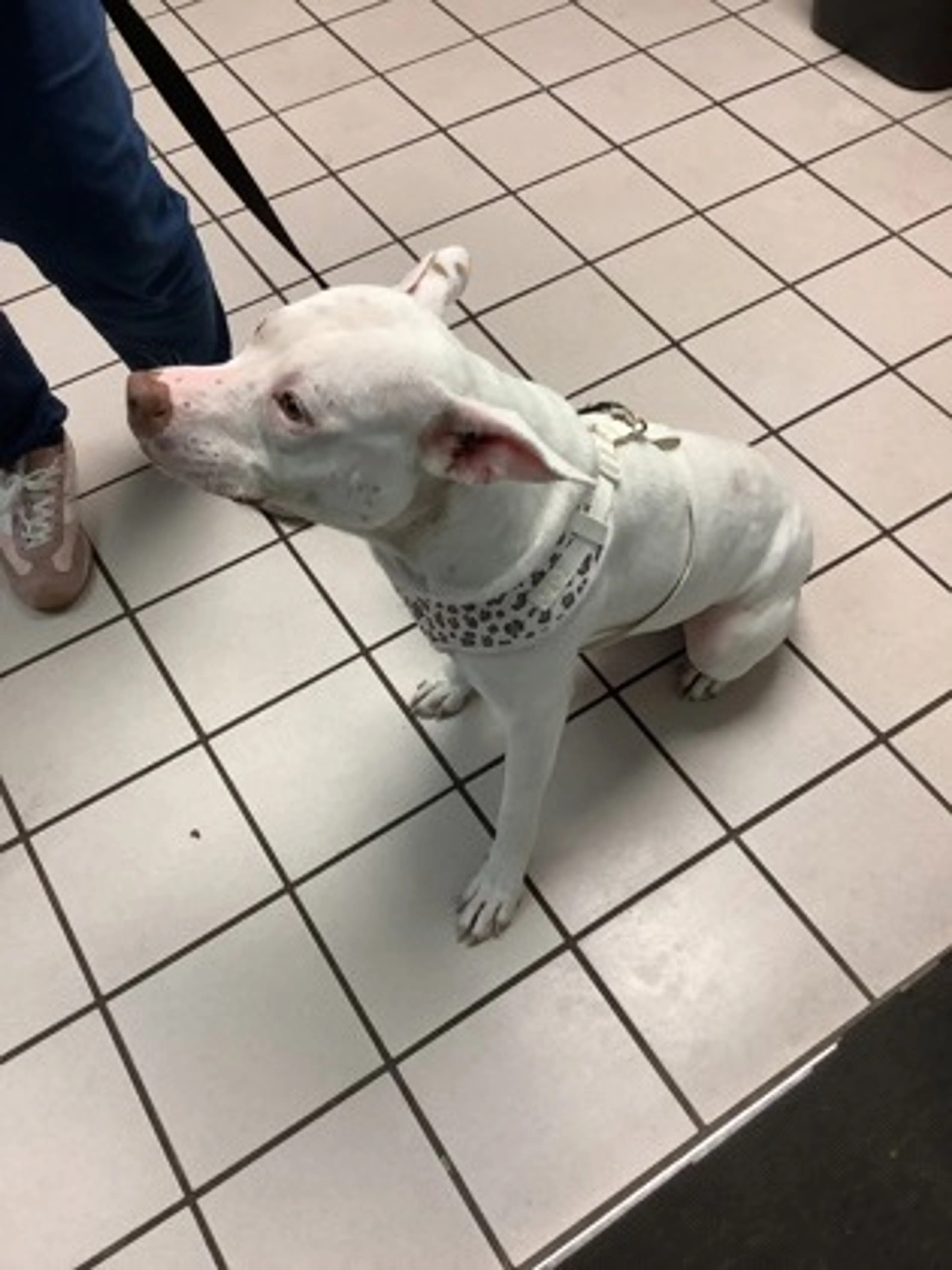 Found pet-1