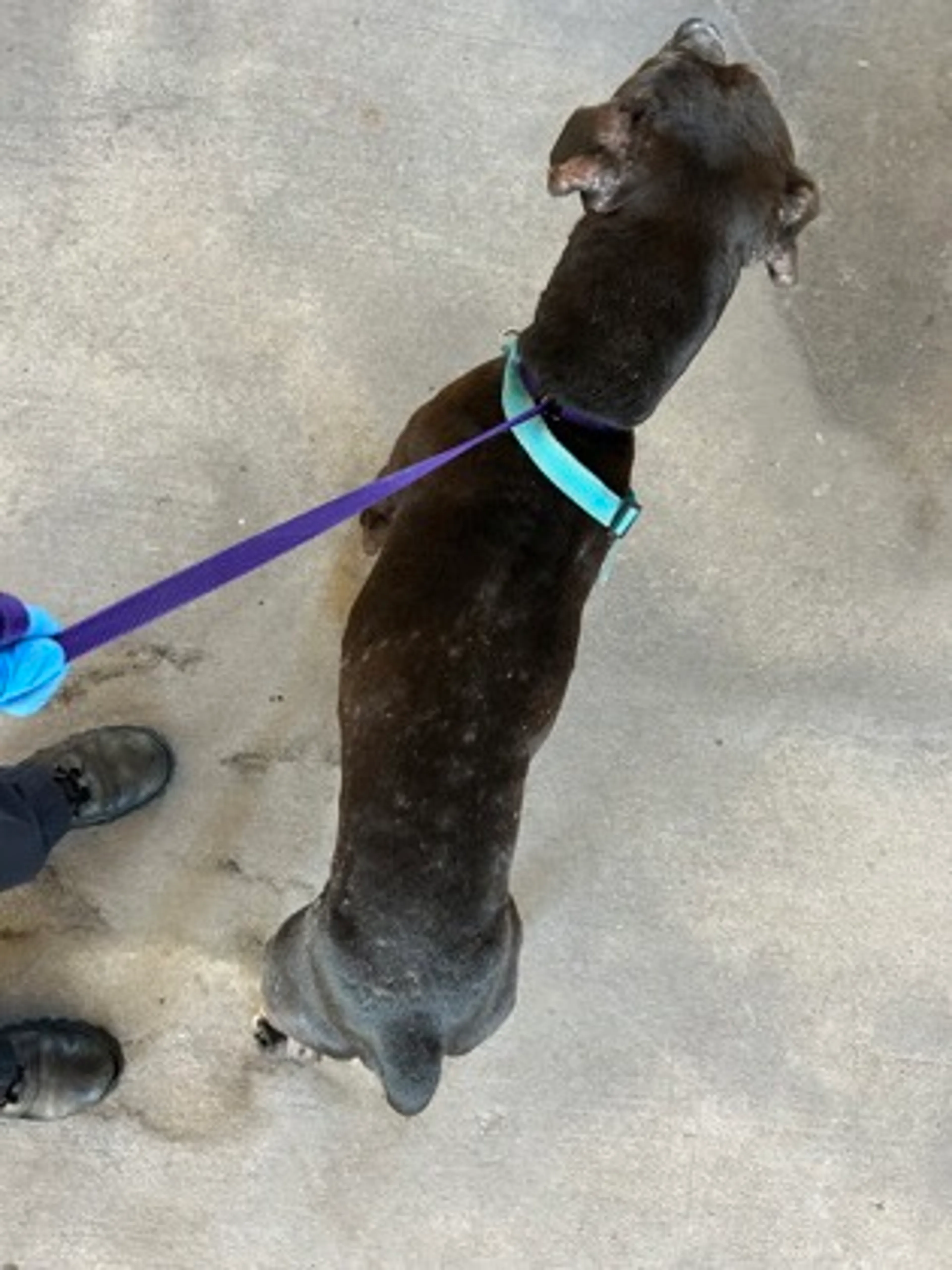 Found pet-2