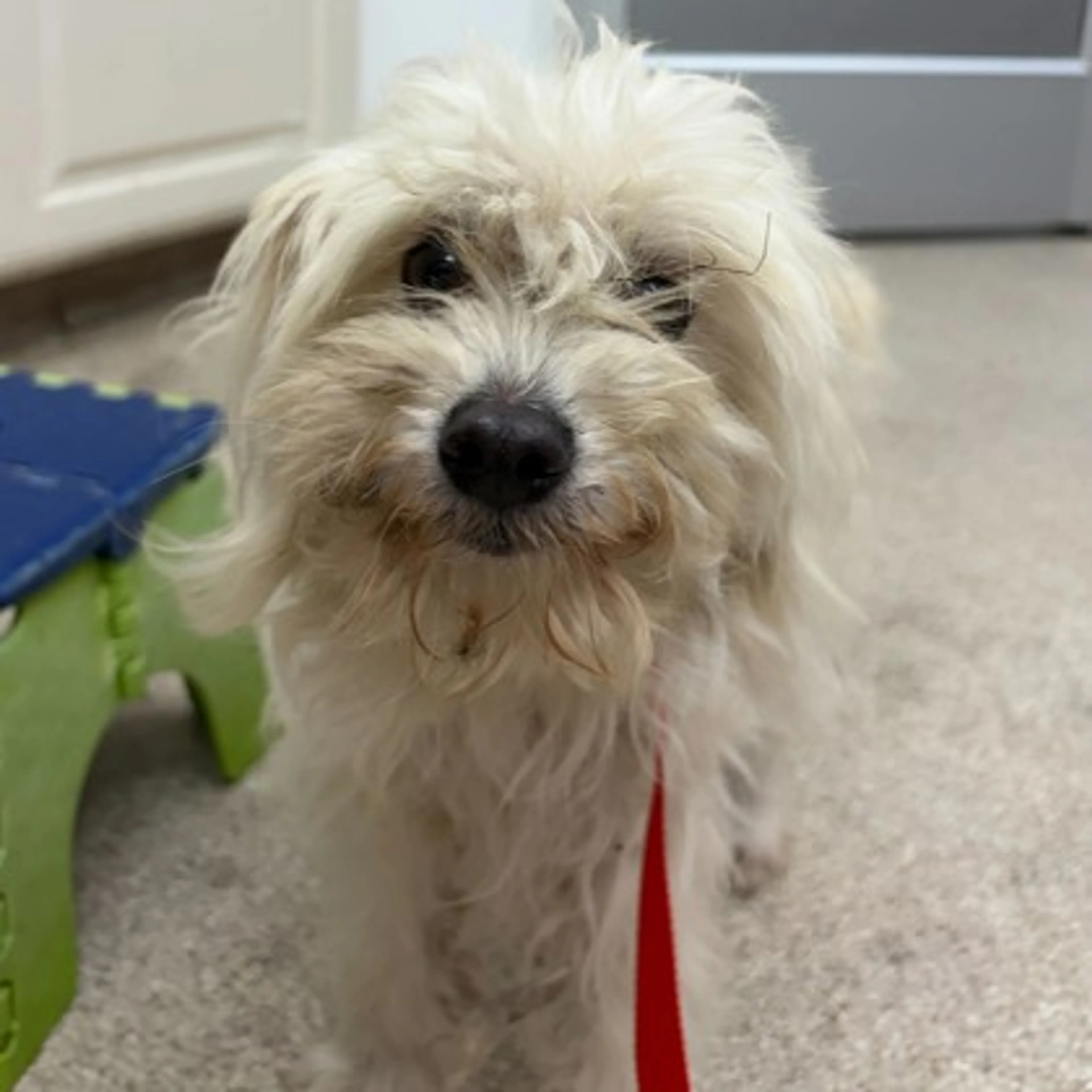 Found pet-2